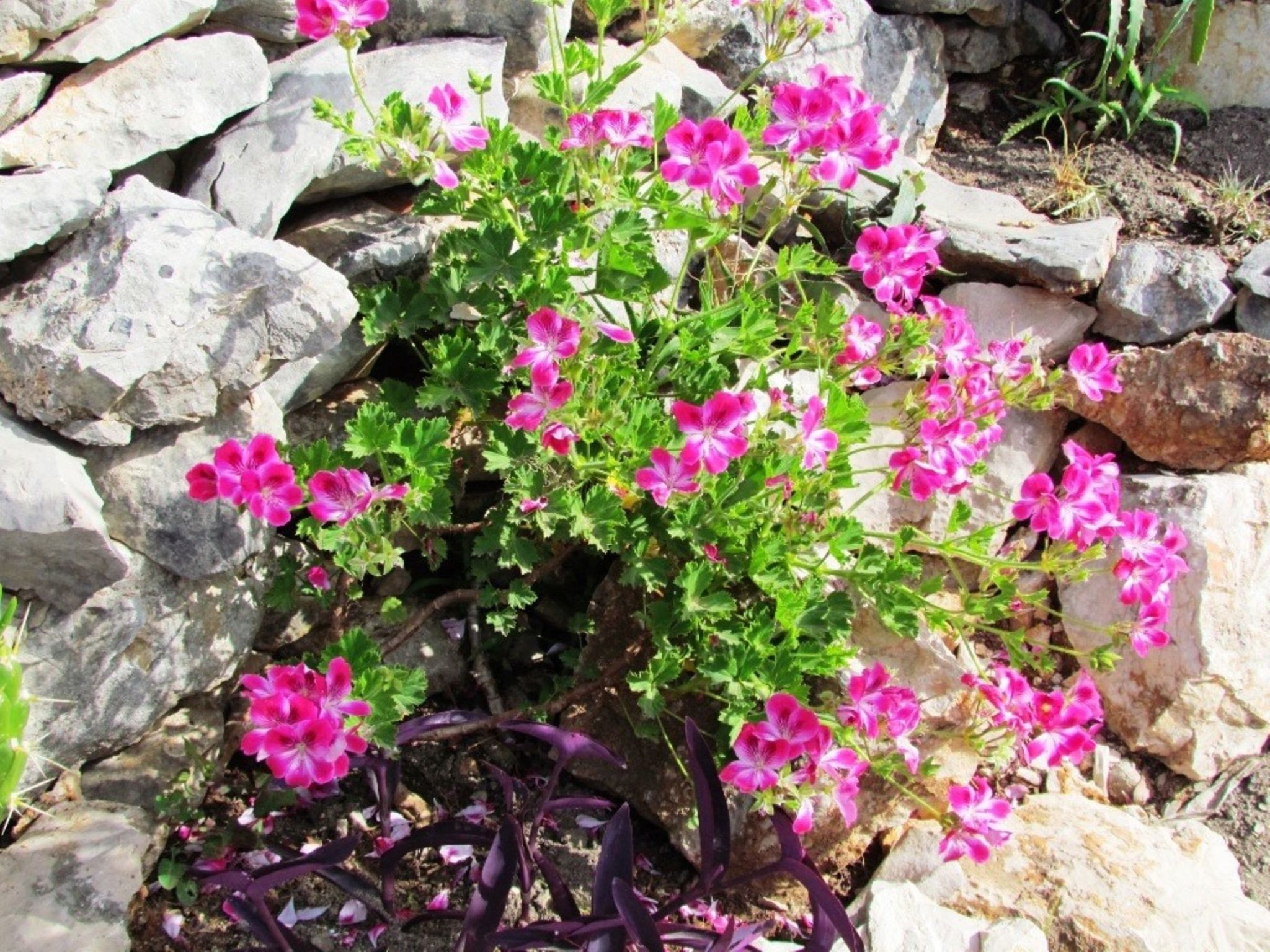 Haus Jakov direkt am Meer - Insel Hvar-Drinnen