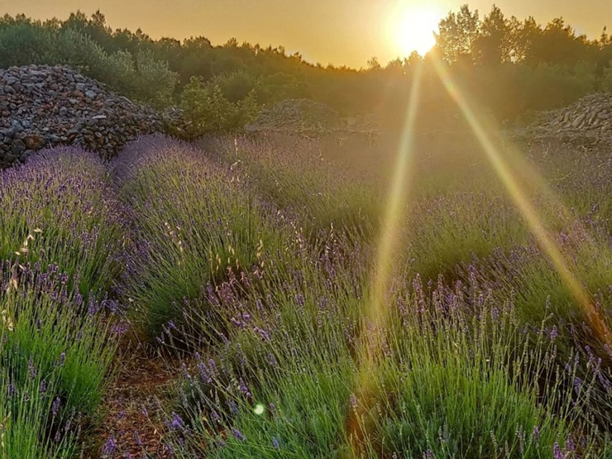 Haus Jakov direkt am Meer - Insel Hvar-Drinnen