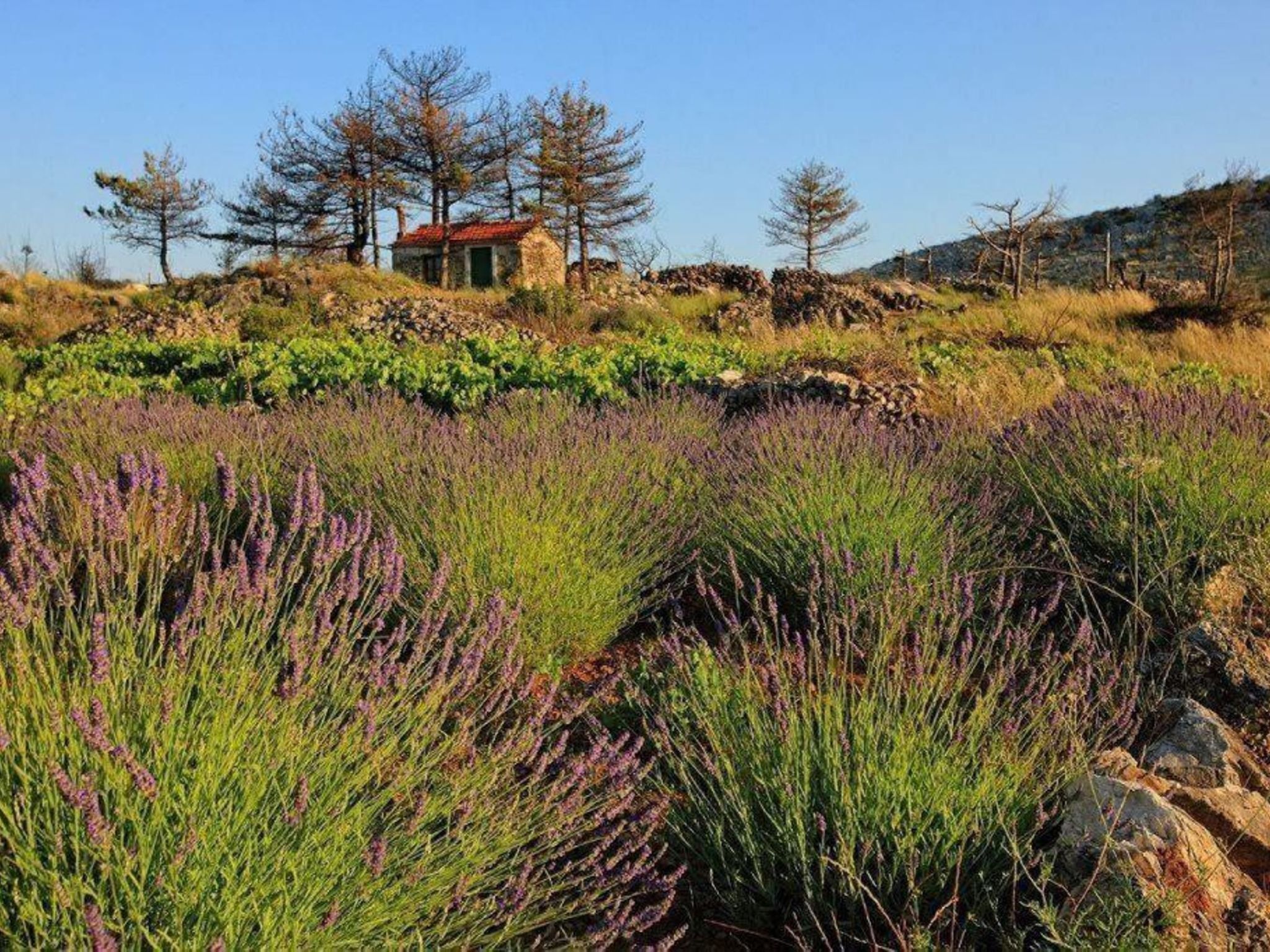Haus Jakov direkt am Meer - Insel Hvar