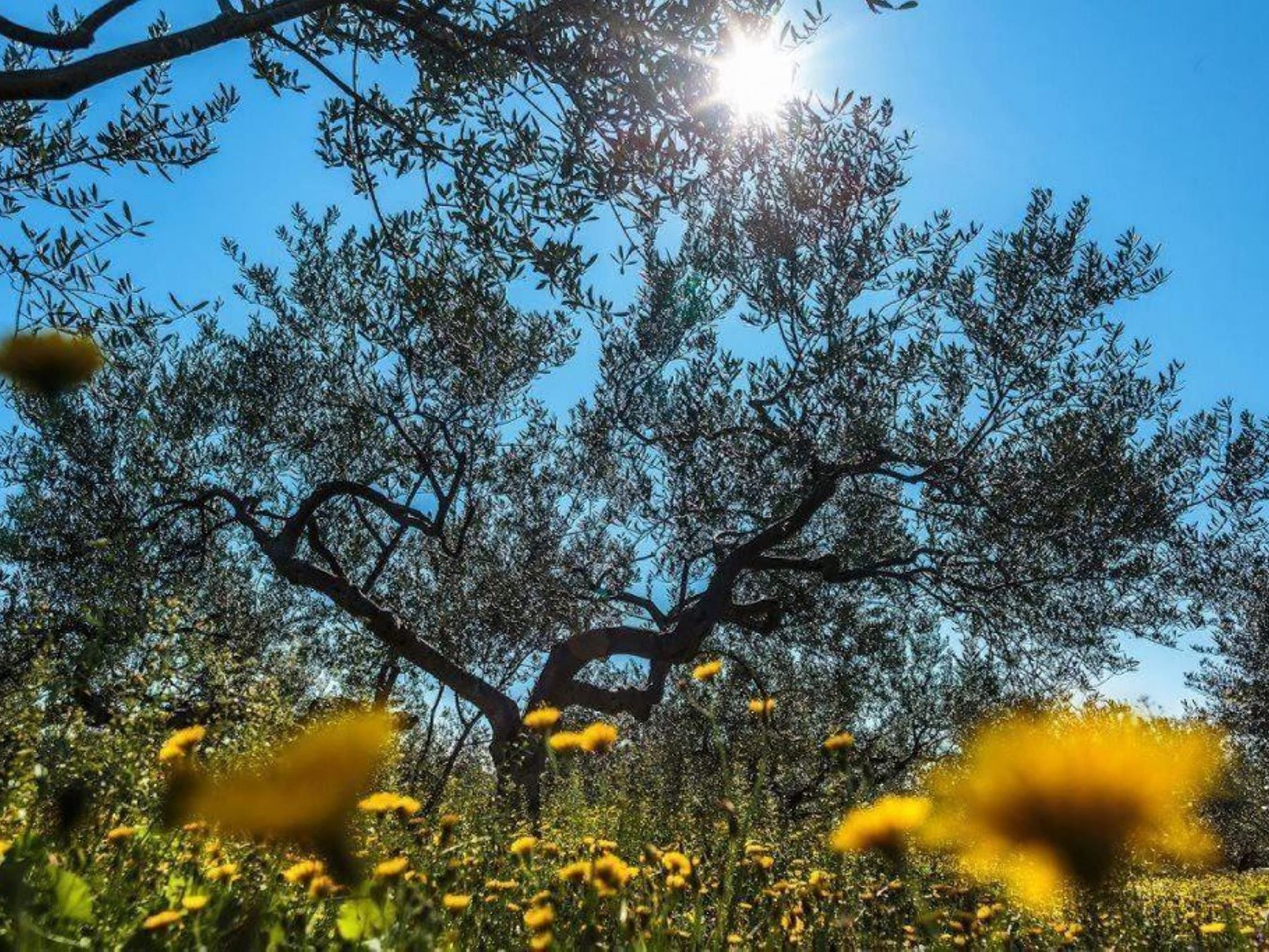 Haus Jakov direkt am Meer - Insel Hvar