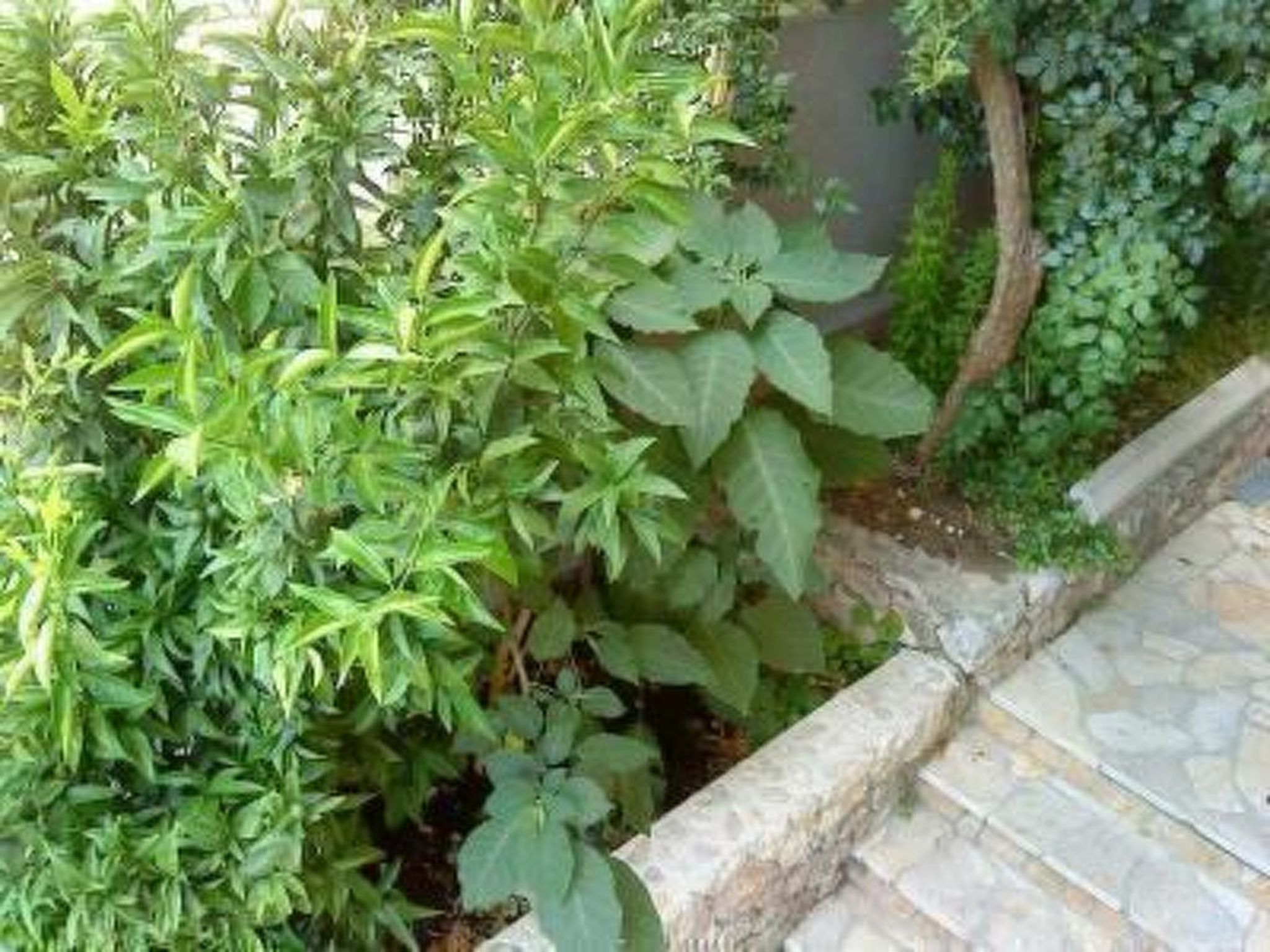 "Maestral Ventus Makarska"-Binnen