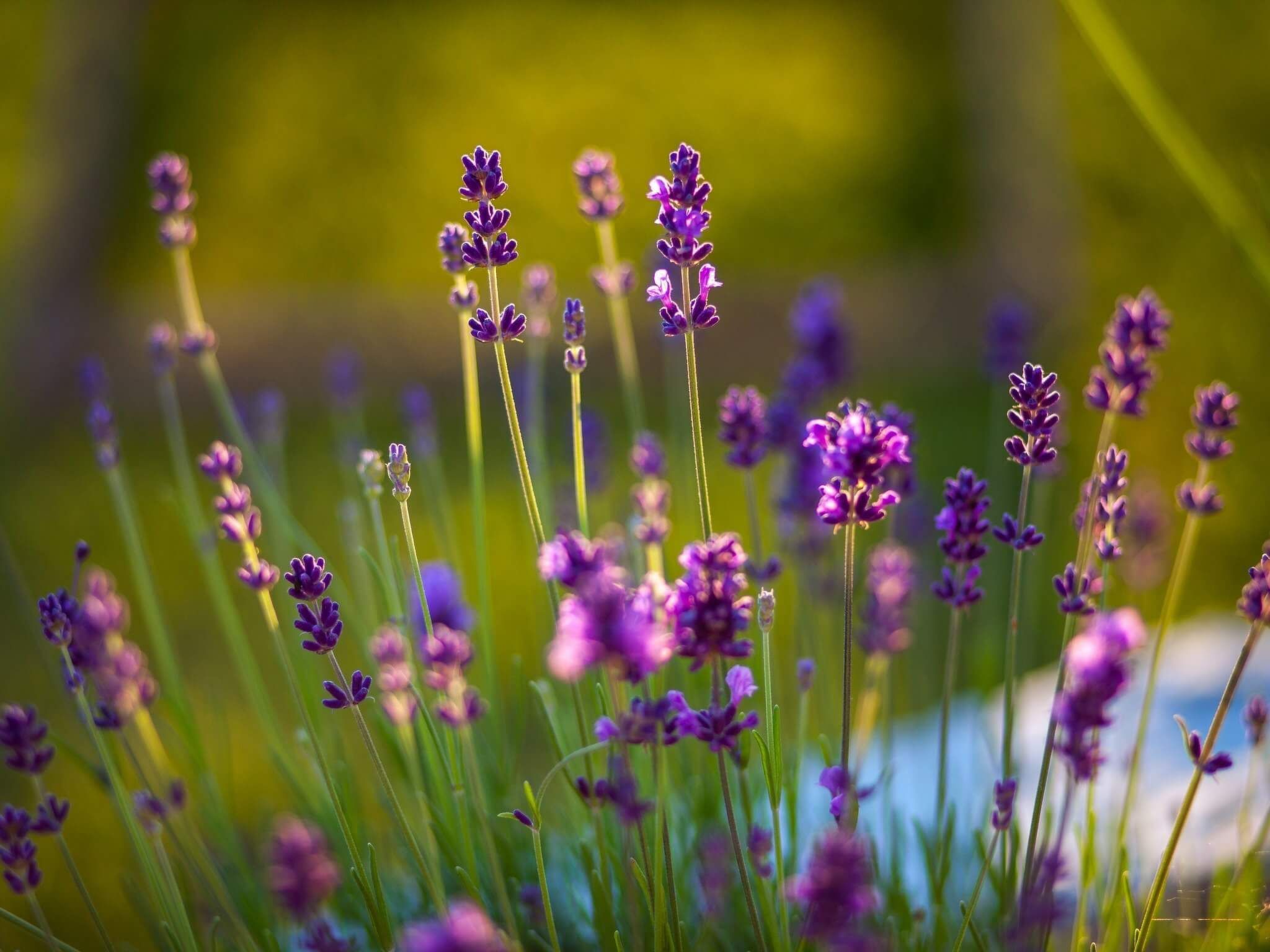 Rustikale Villa Oliveto-Image-tags.info