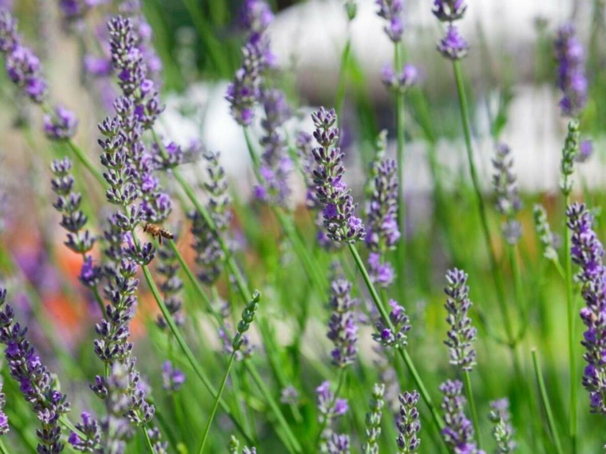 Nona mit Whirpoool und Meerblick-Drinnen