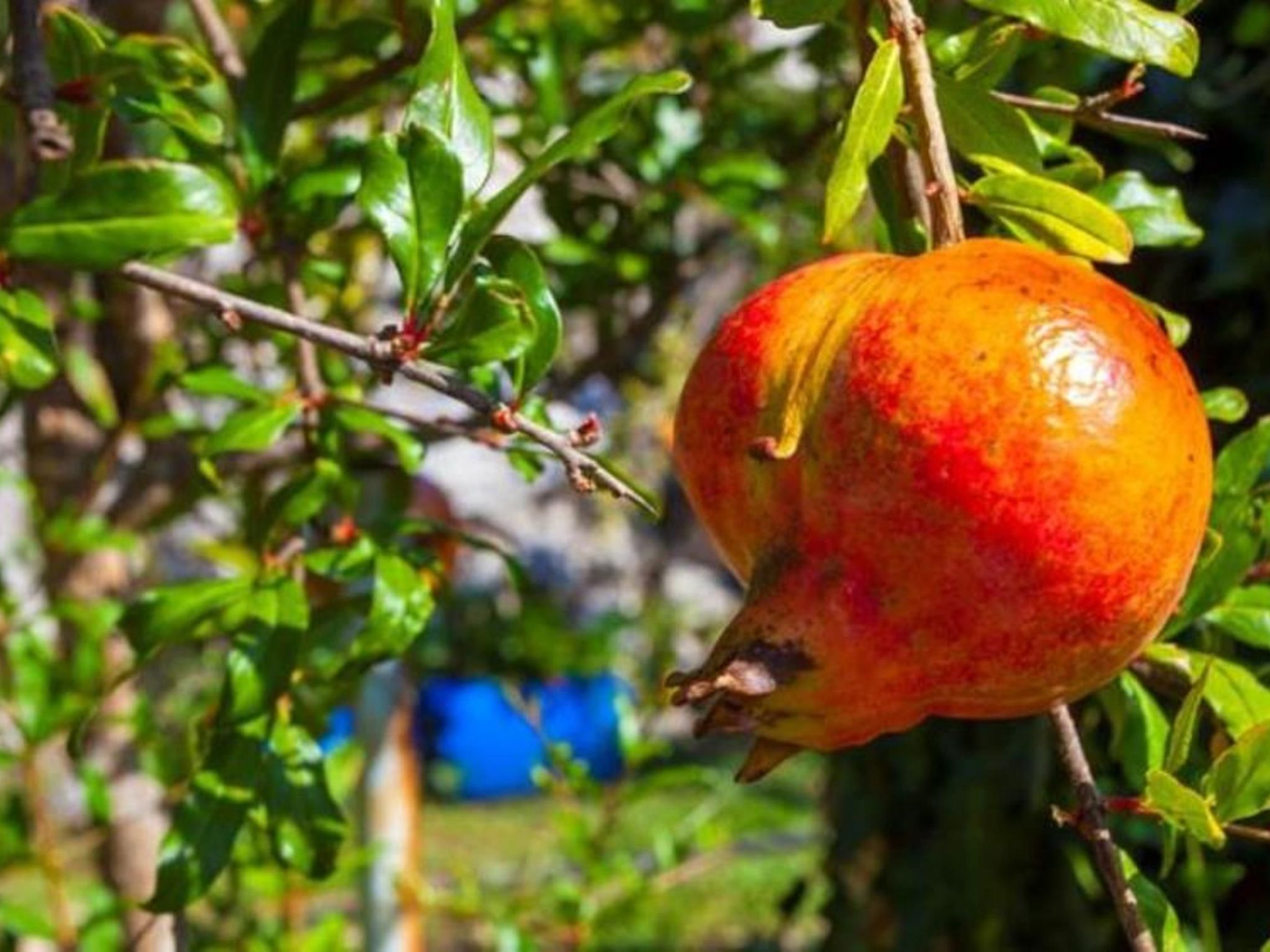 Nona mit Whirpoool und Meerblick-Drinnen