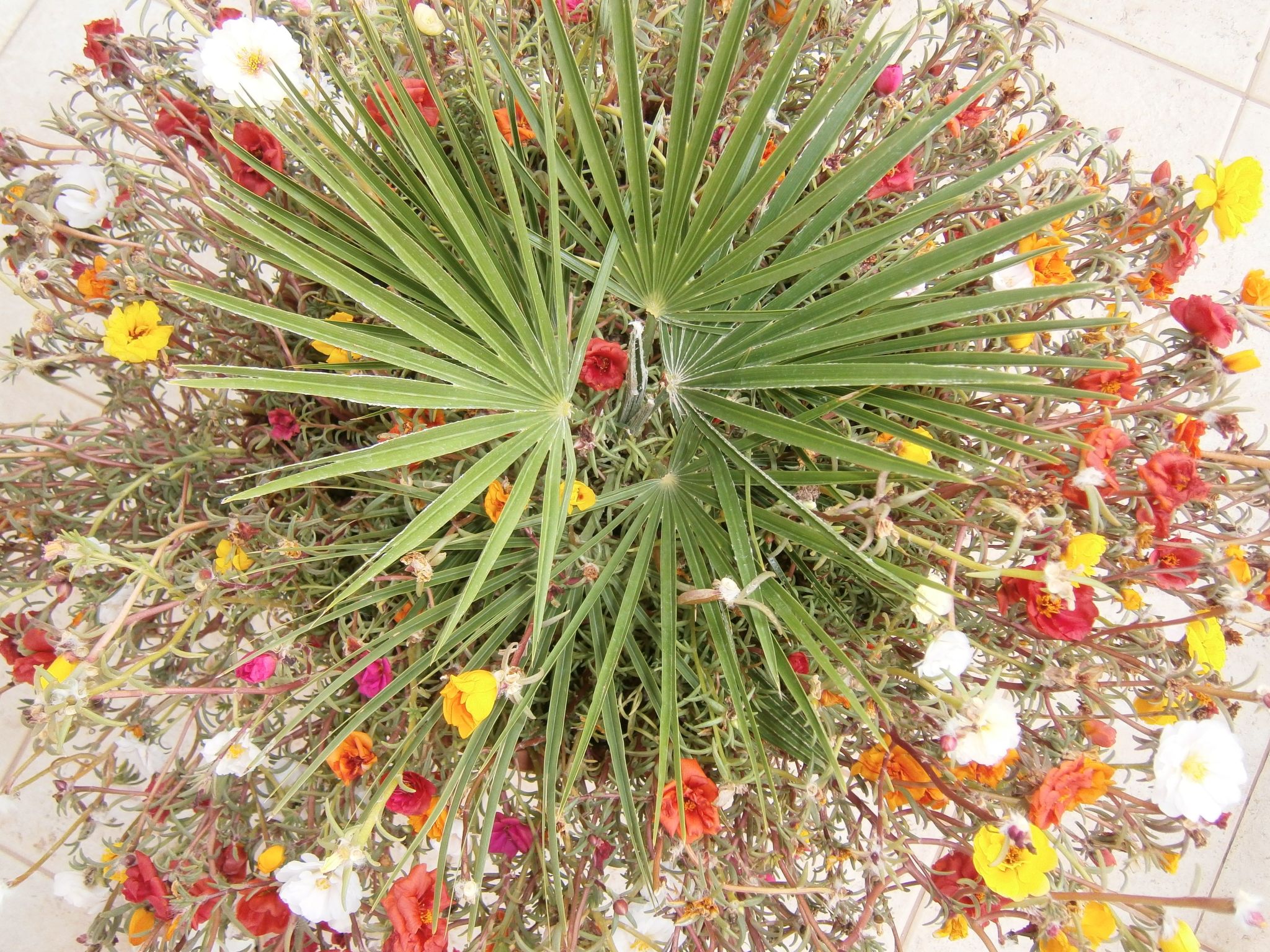 Apartman Sulic-Drinnen
