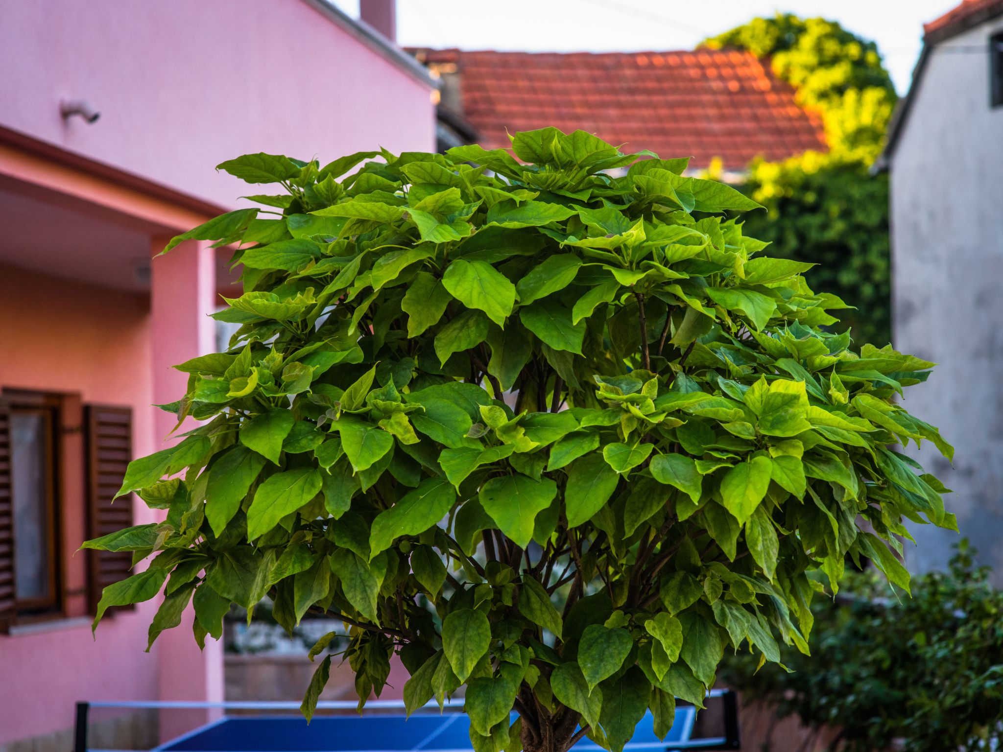 Haus in Grubine mit Außenpool-Binnen