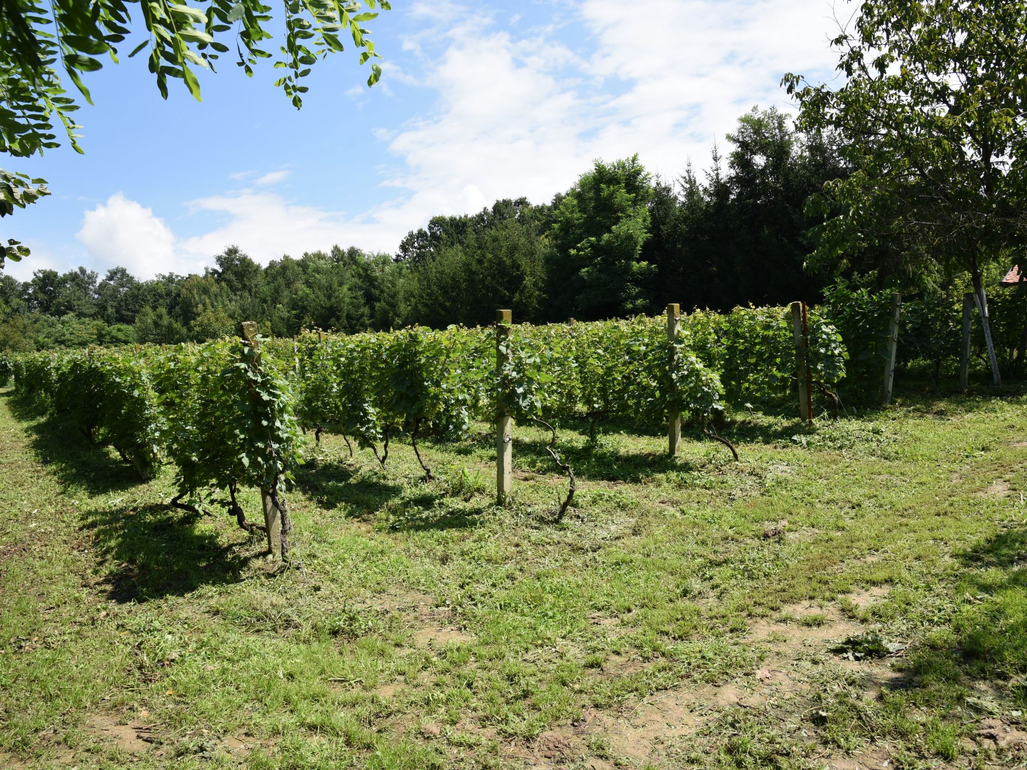 Hütte mit Garten, Grill und Terrasse-Image-tags.info