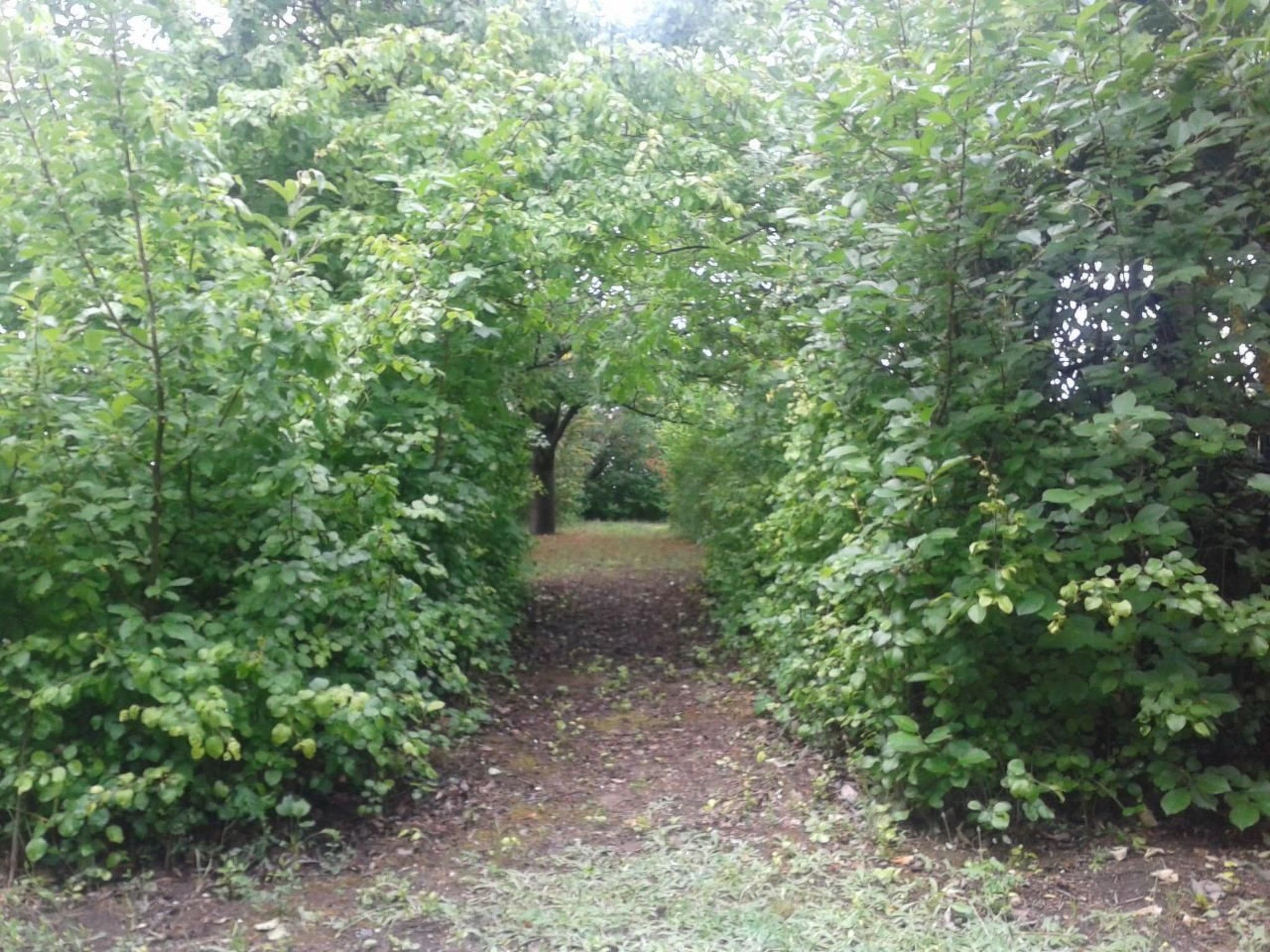 Schönes Holzhaus in Balatonfokajár-Image-tags.info