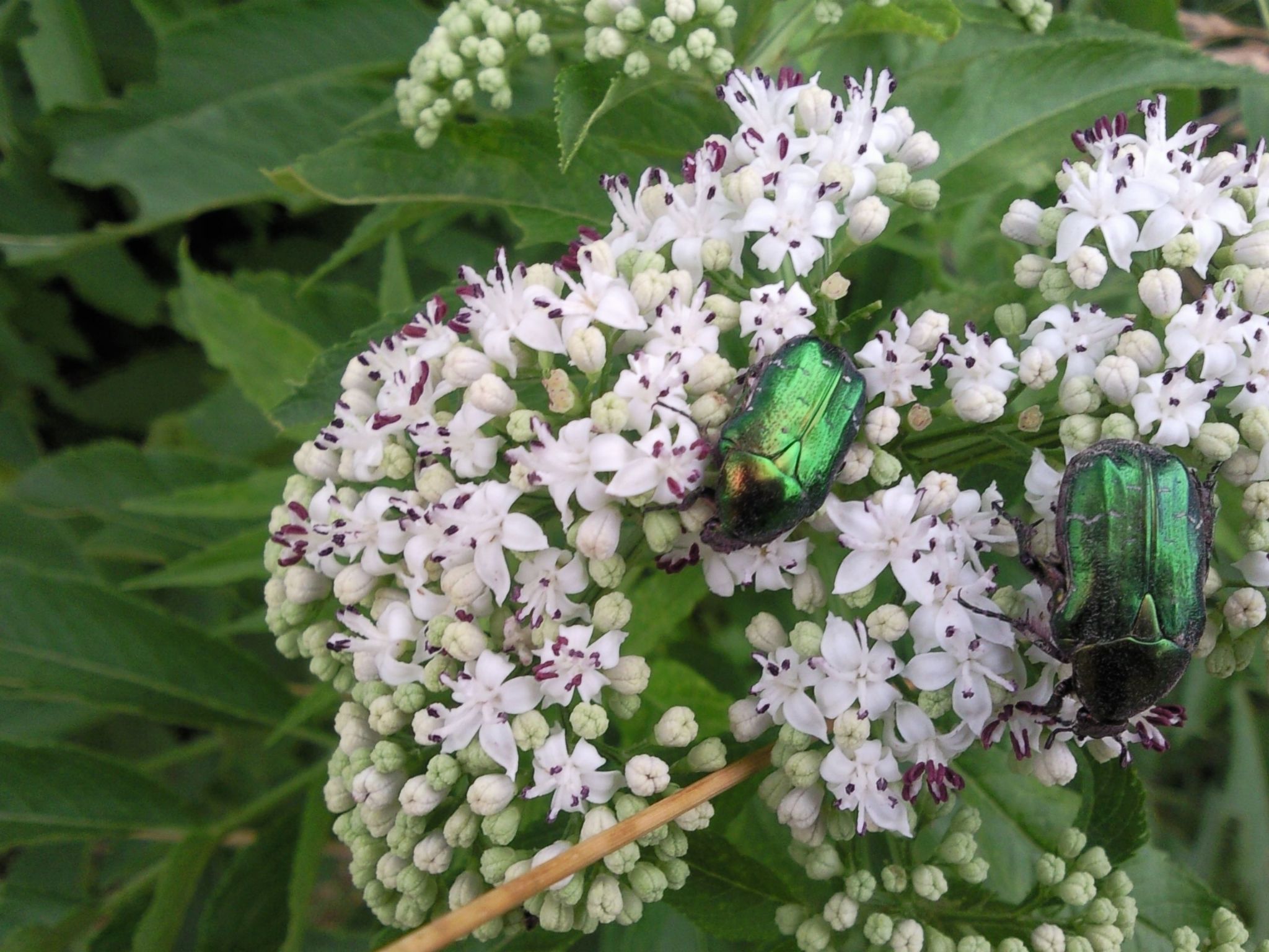 Mit biologischem Schwimmteich-Drinnen