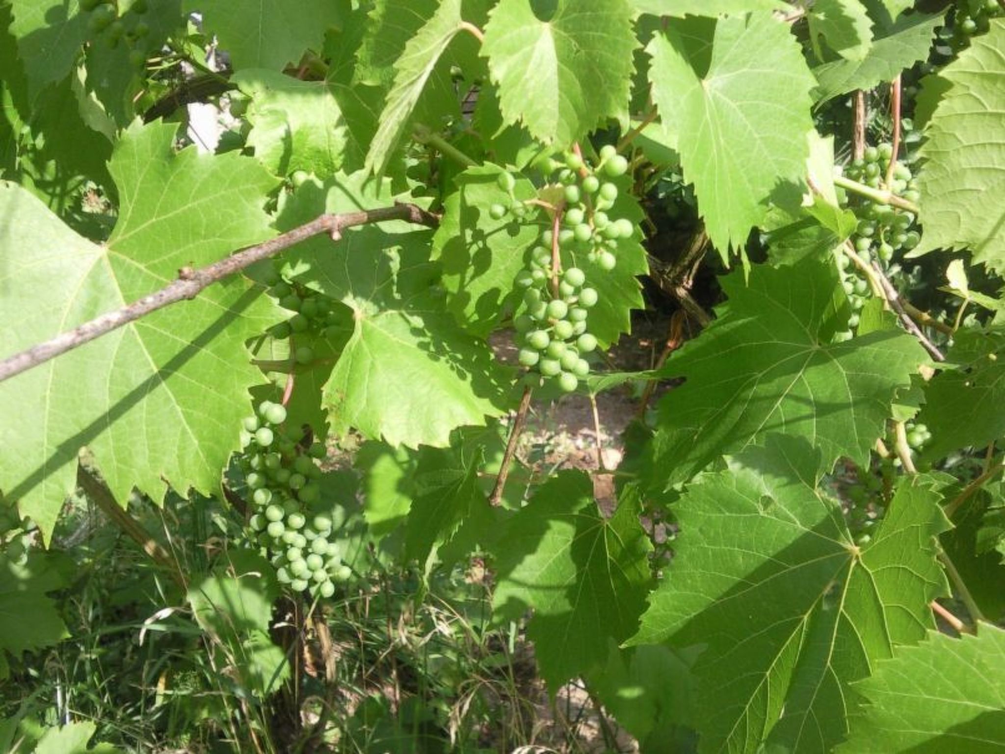 Mit biologischem Schwimmteich-Drinnen