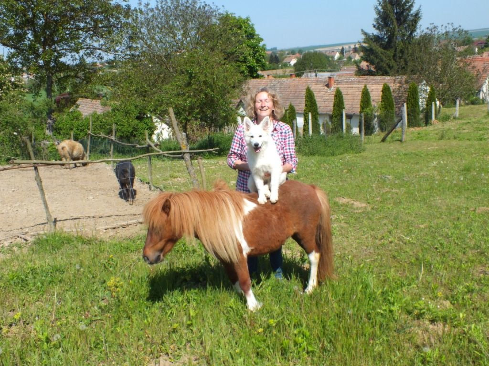 In Döbrököz mit privatem Pool-Image-tags.info