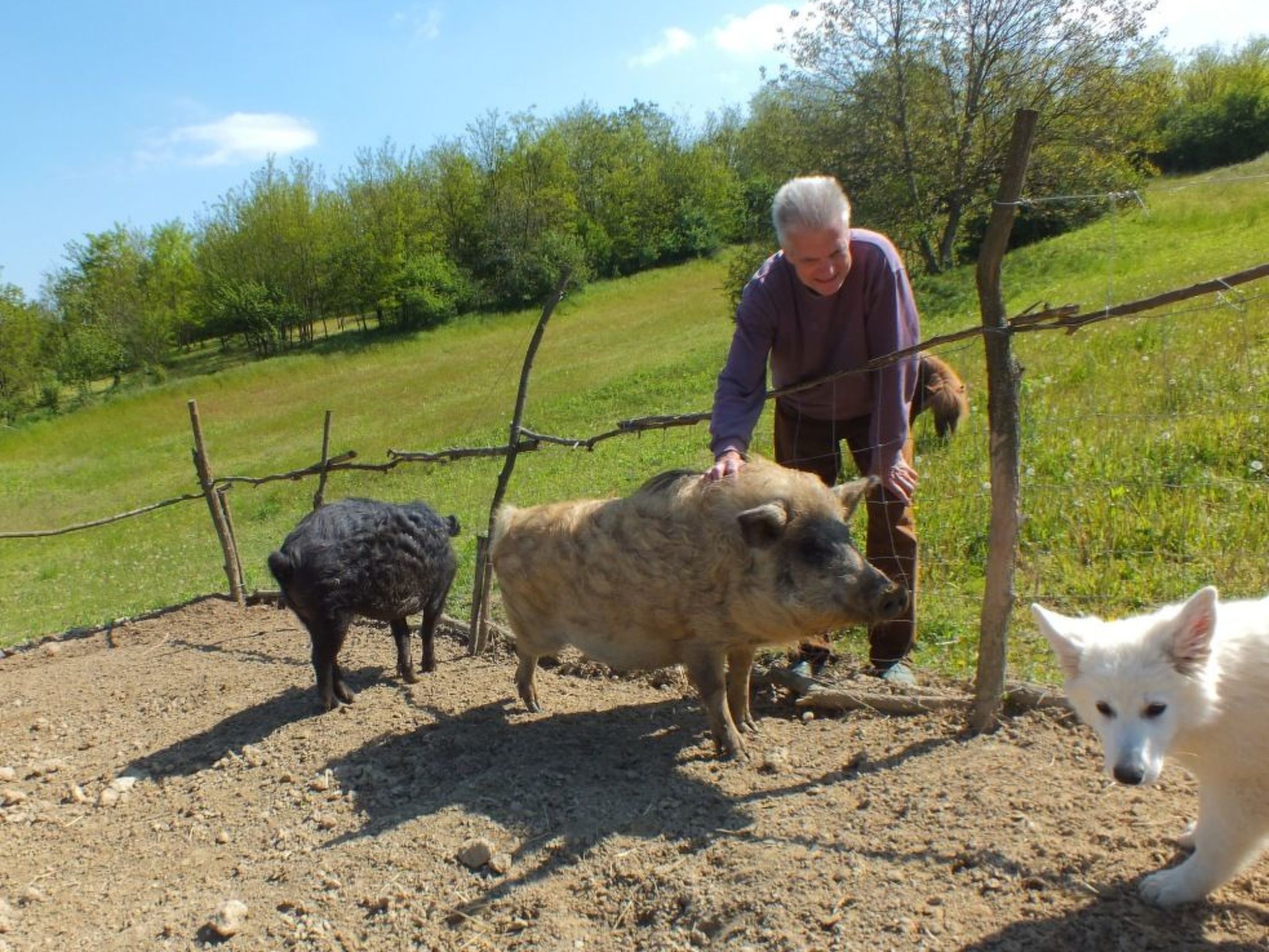 In Döbrököz mit privatem Pool-Image-tags.info