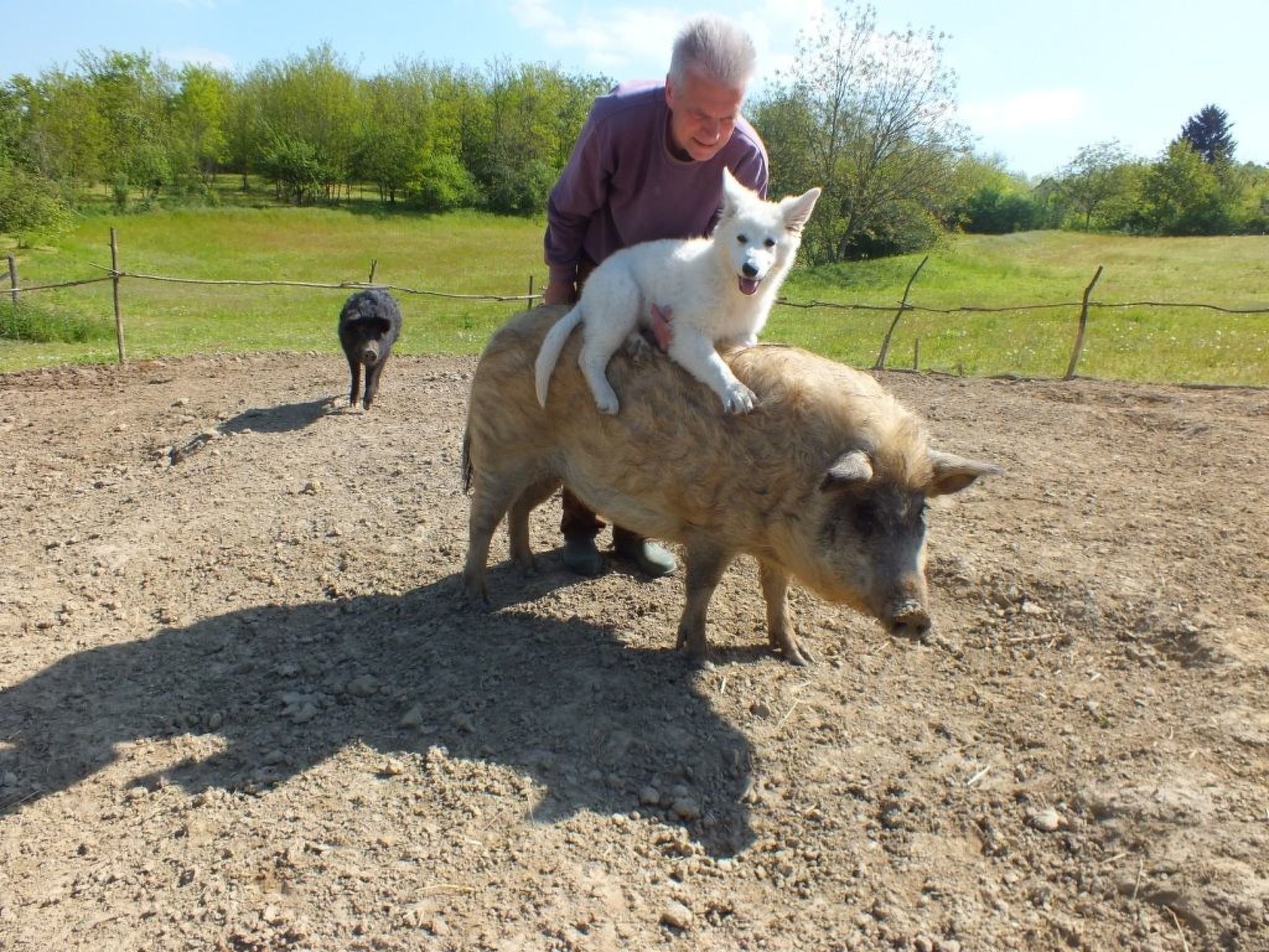 In Döbrököz mit privatem Pool-Image-tags.info