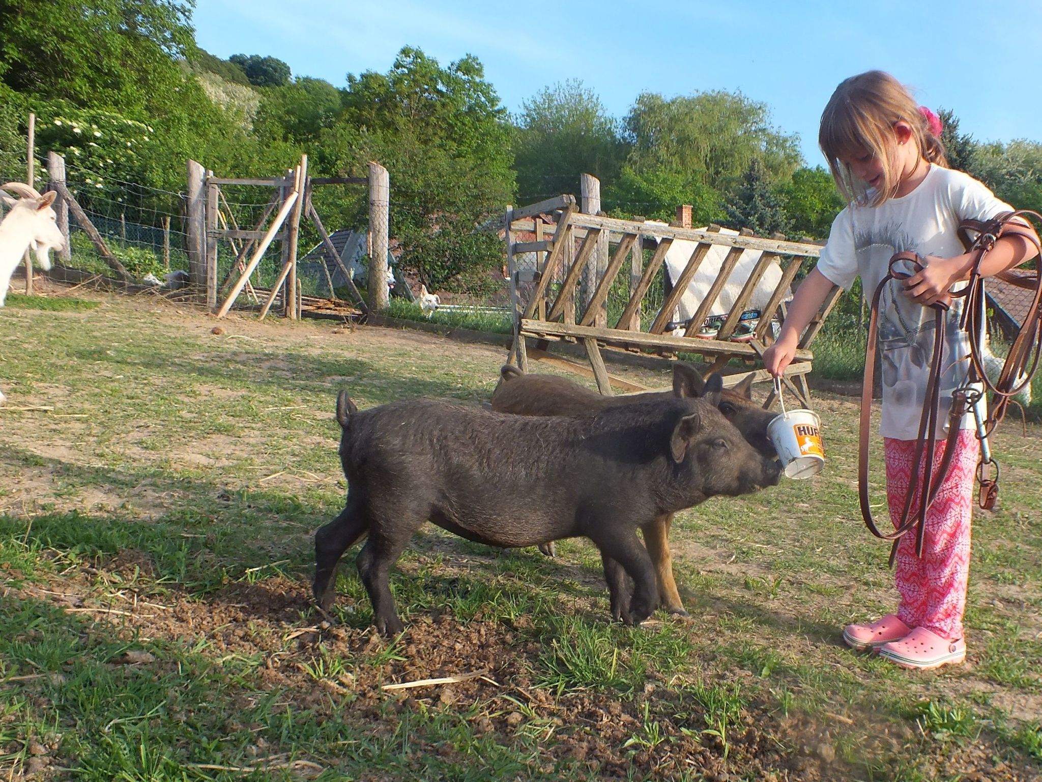 In Döbrököz mit privatem Pool-Image-tags.info