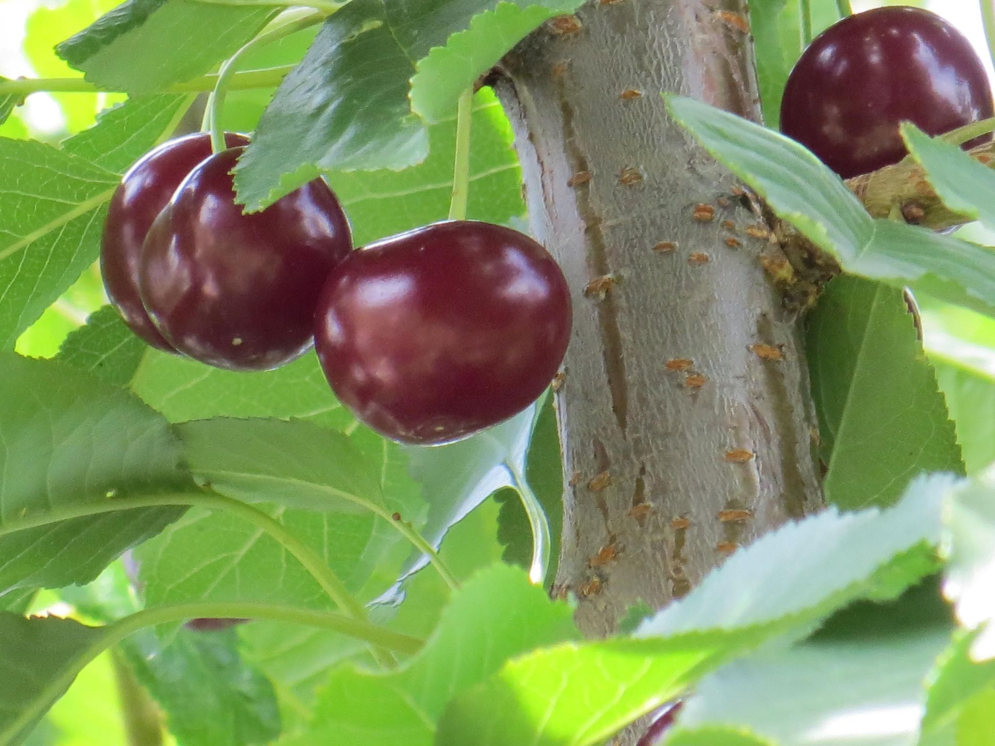 Hungarium am Platte-Binnen