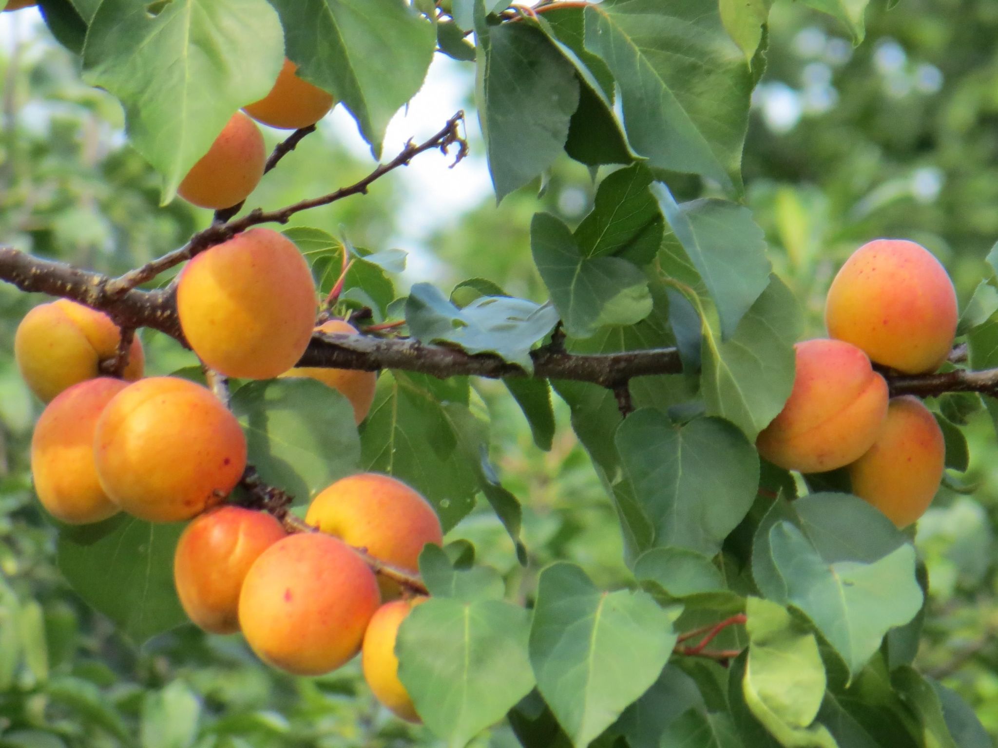 Hungarium am Platte-Binnen