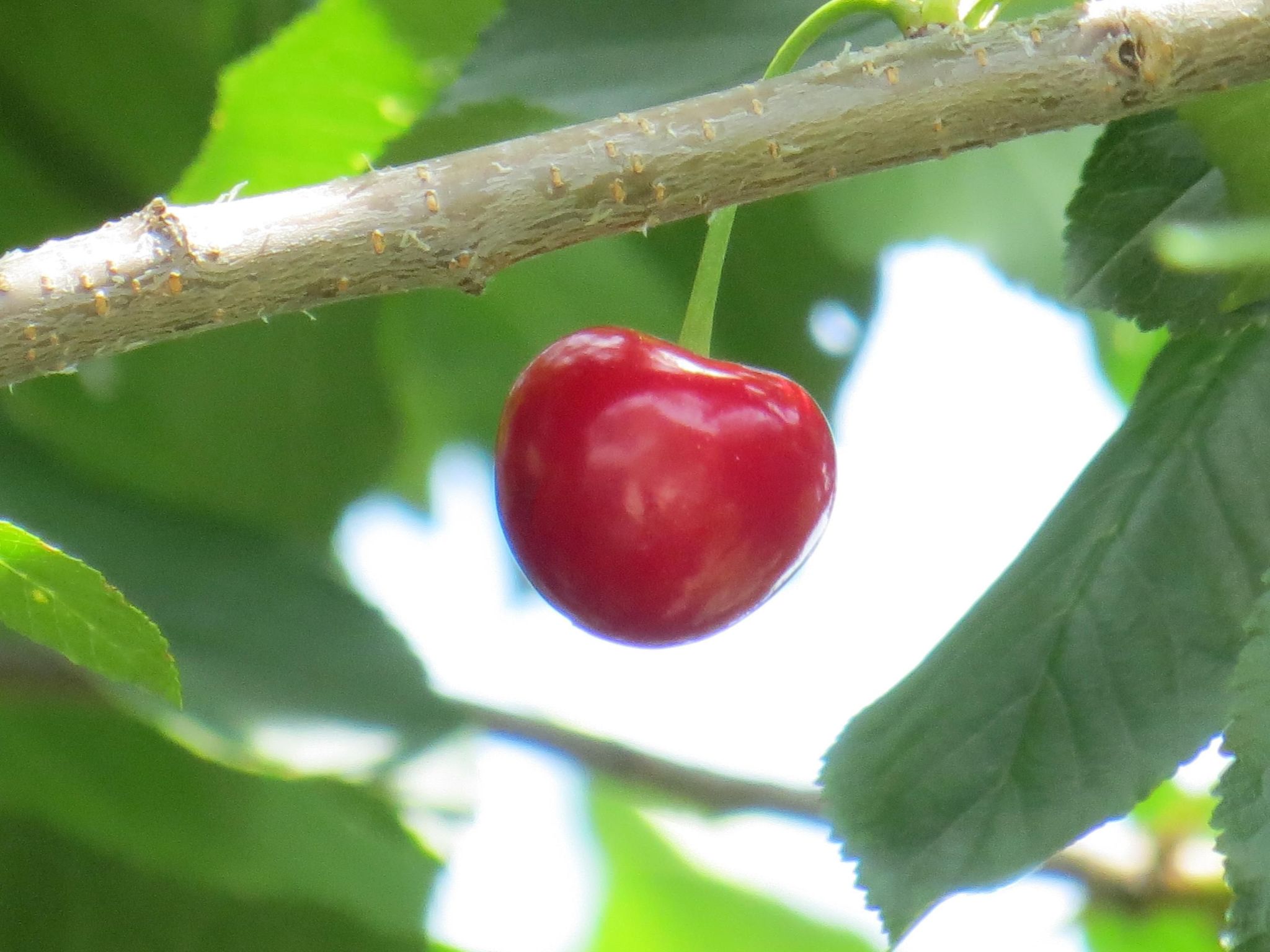 Hungarium am Platte-Binnen