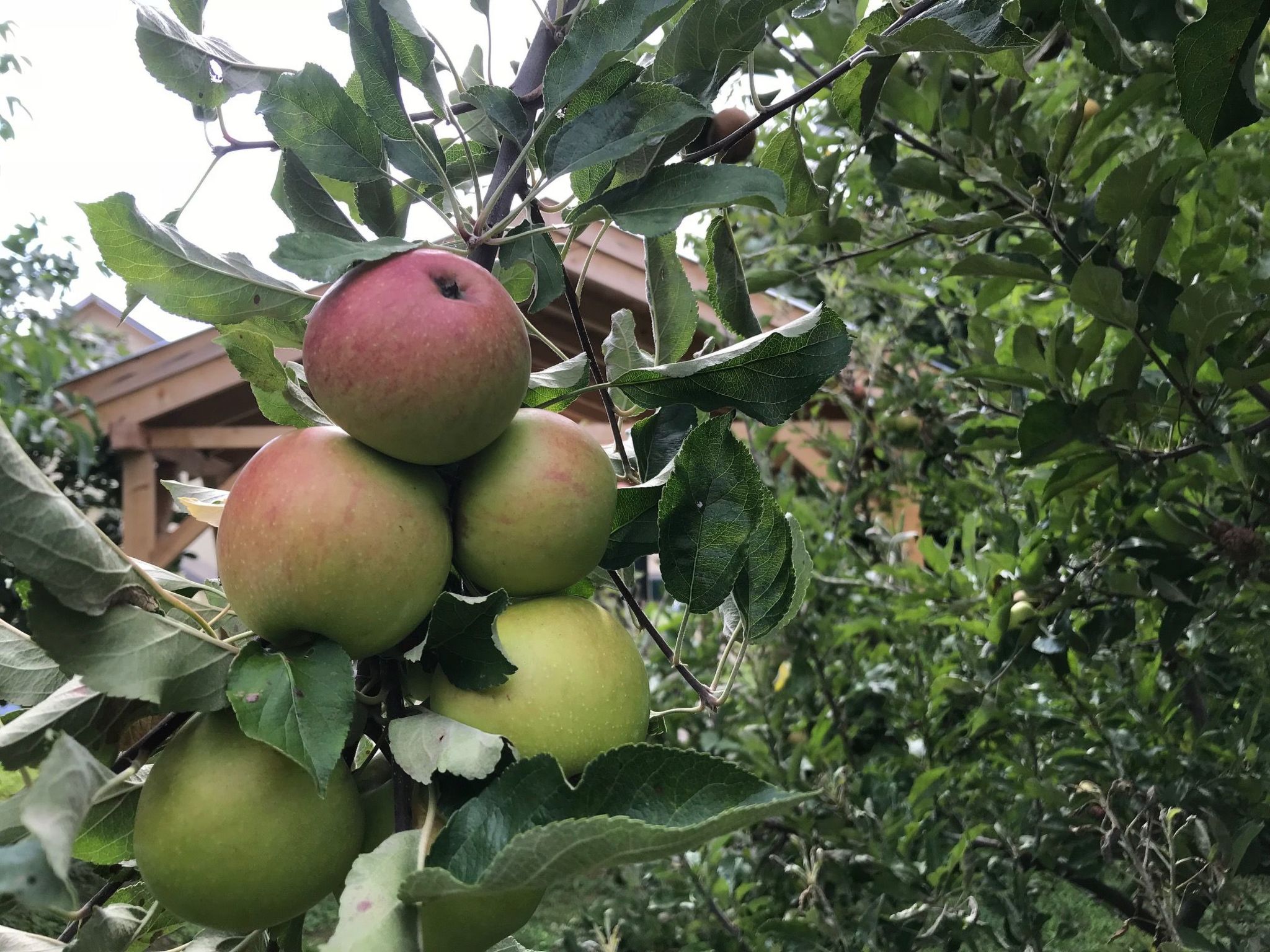 Hungarium am Platte-Binnen