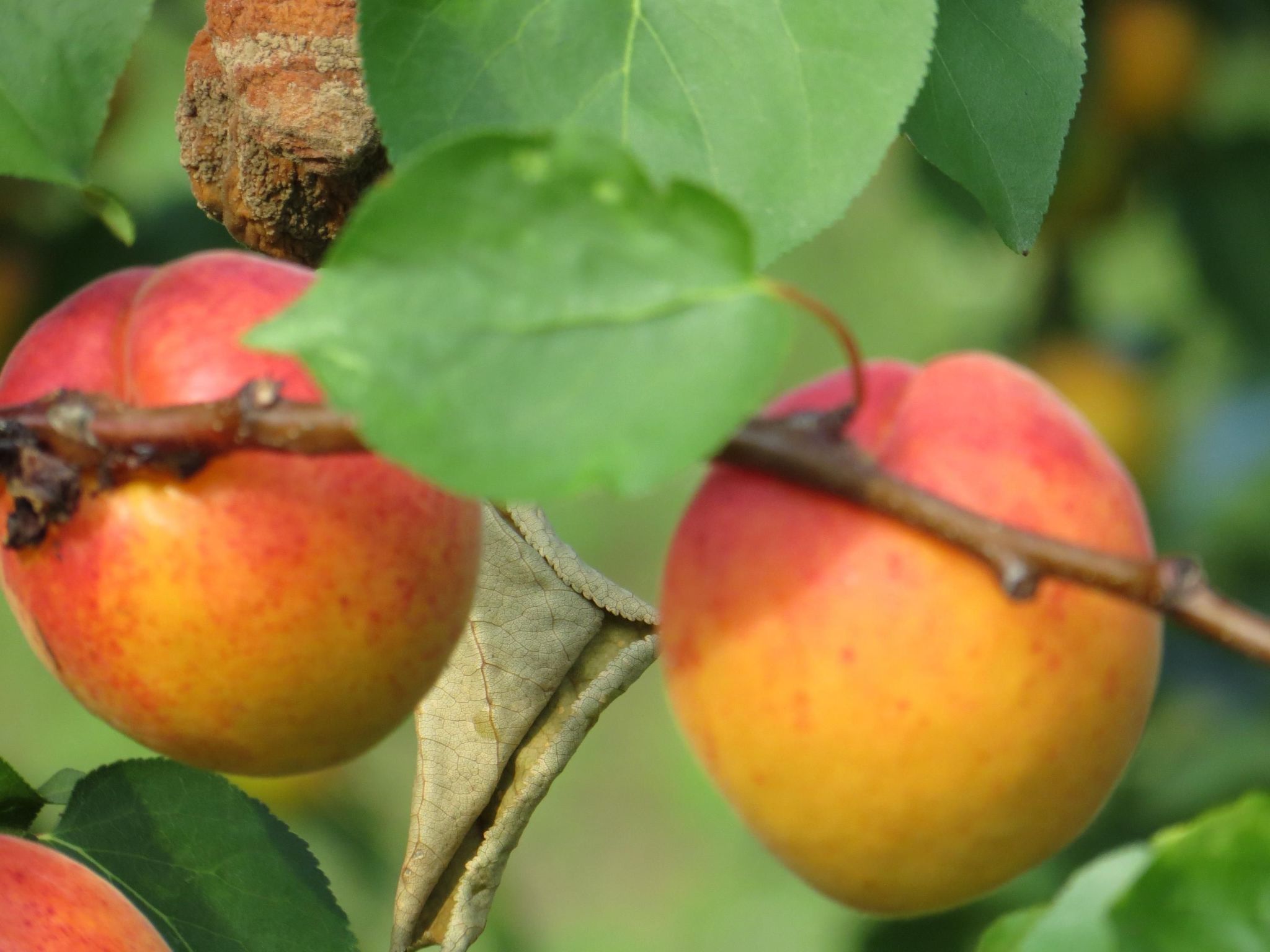 Hungarium am Platte-Binnen