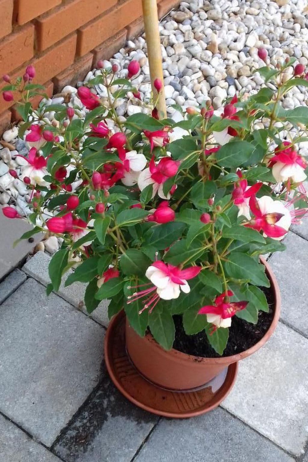 In Bük im Parterre mit Garten-Binnen