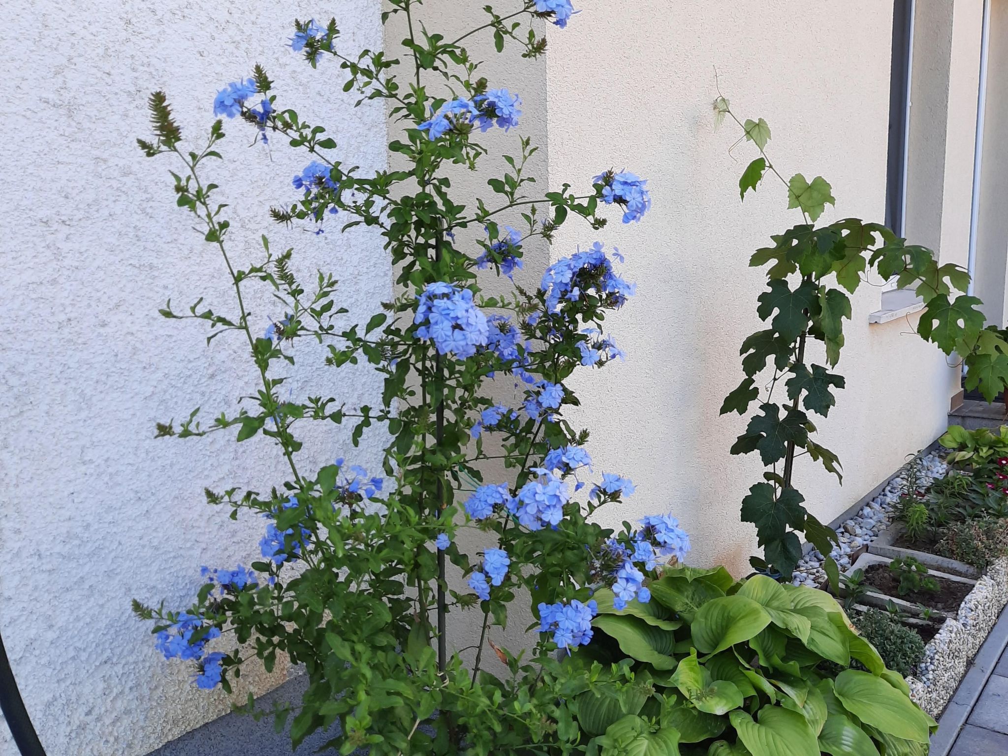 Appartement in Bük im Parterre mit Garten *****, Buk-Thermal