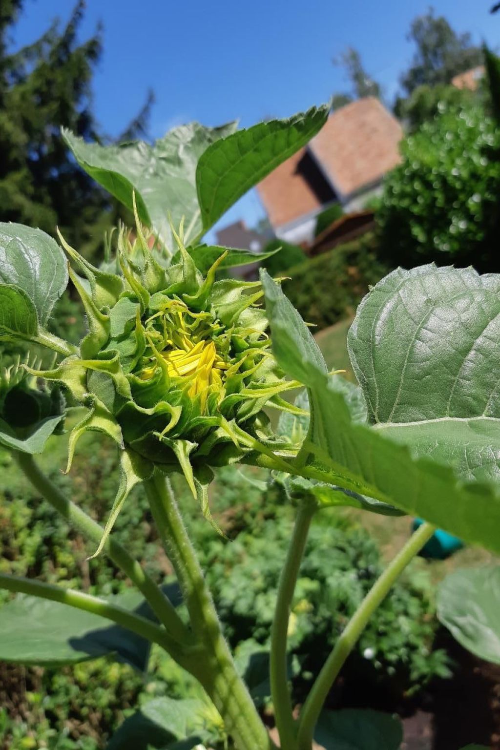 Klimatisiertes Ferienhaus in Bükfürdö mit Garten-Binnen