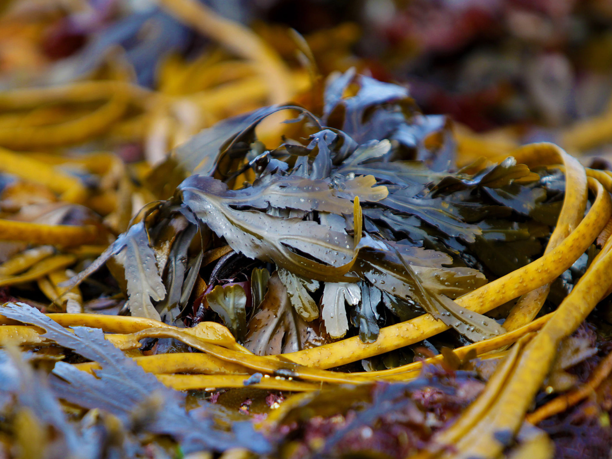 Kilkee HH - GF (TR1) Type C - No 903-Dehors