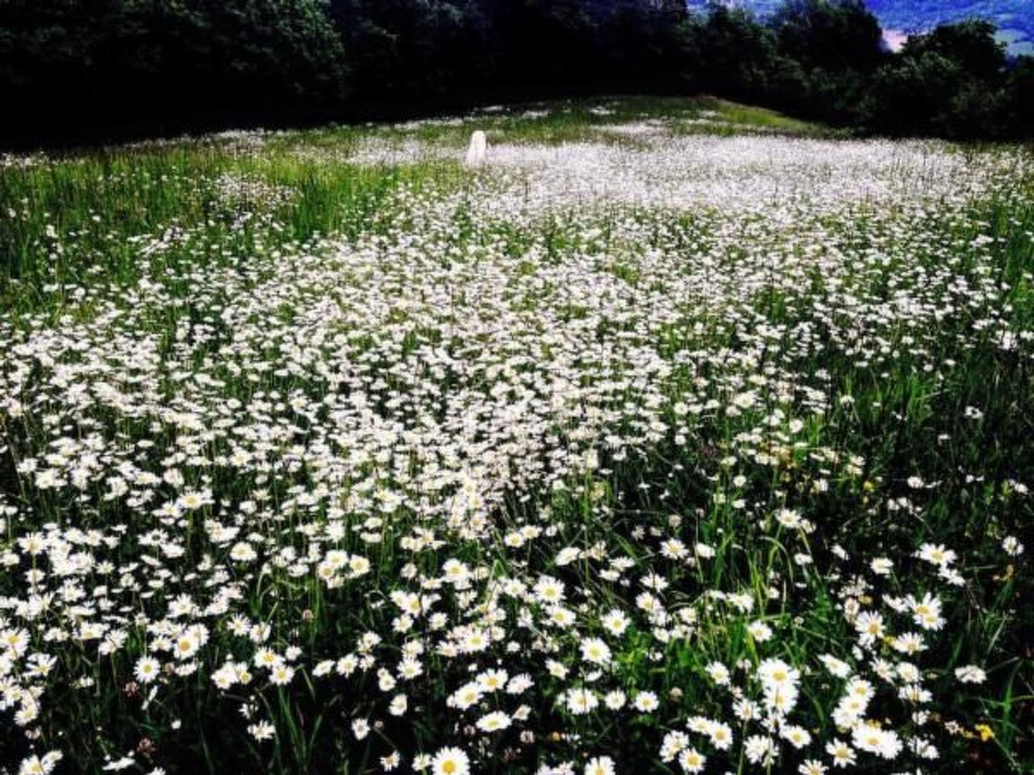 Piccola casa romantica-Binnen