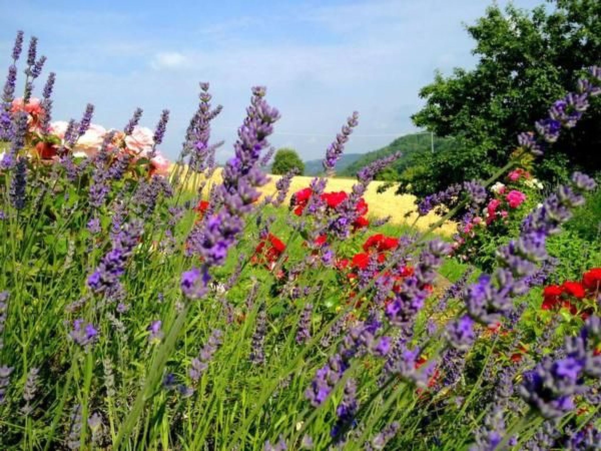 Piccola casa romantica-Binnen