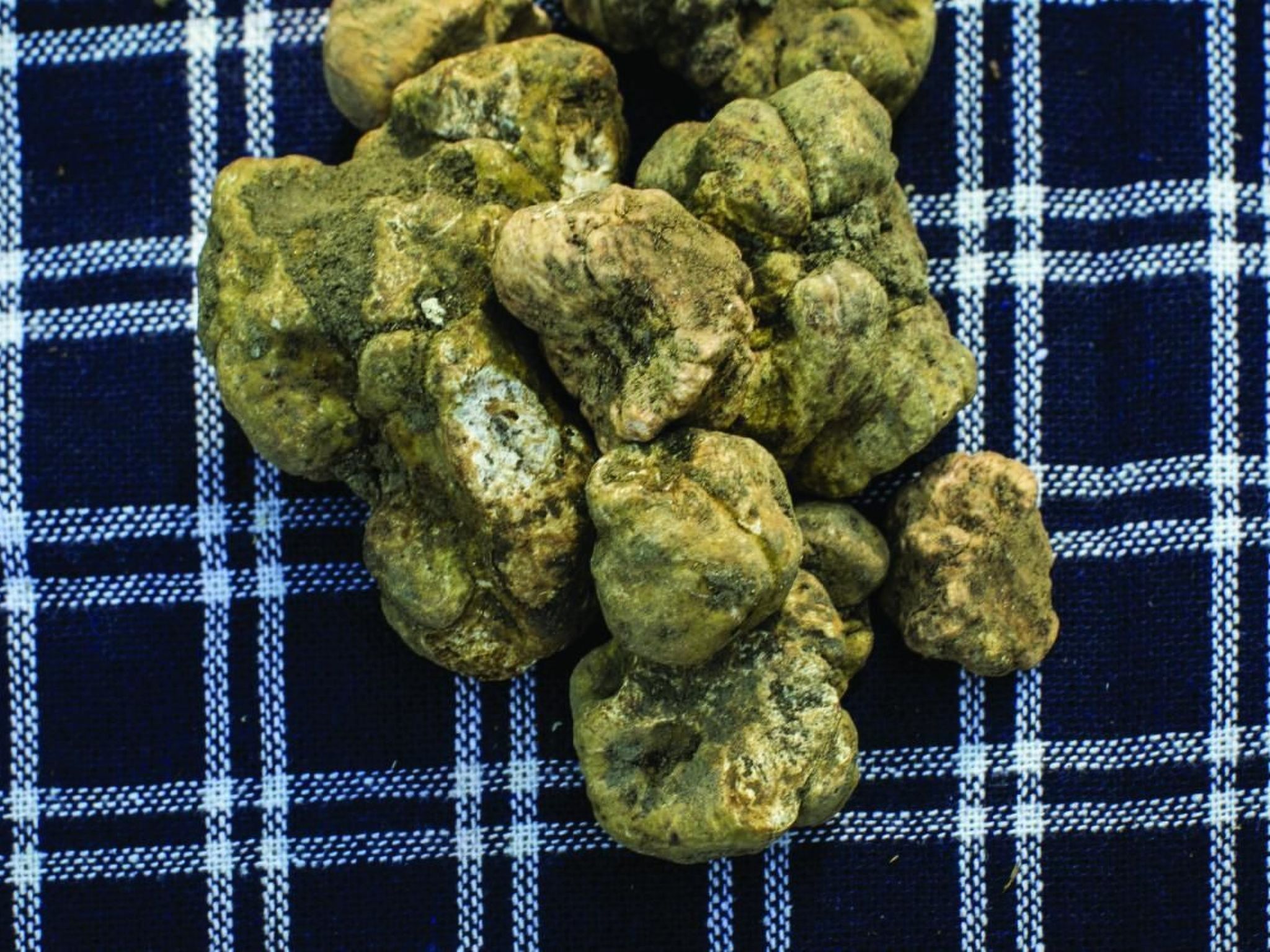 Appartment Barbera , Villa Pesce, Mombaruzzo-Binnen