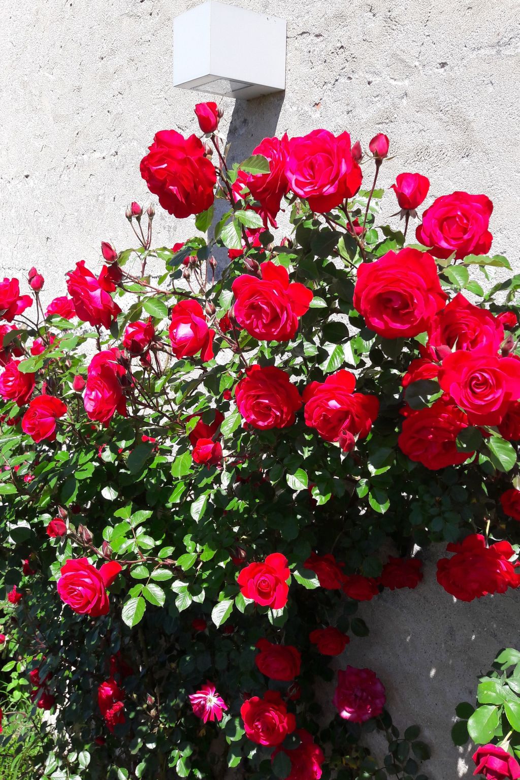 Miniloft-Siedlung mit Schwimmbad-Image-tags.info