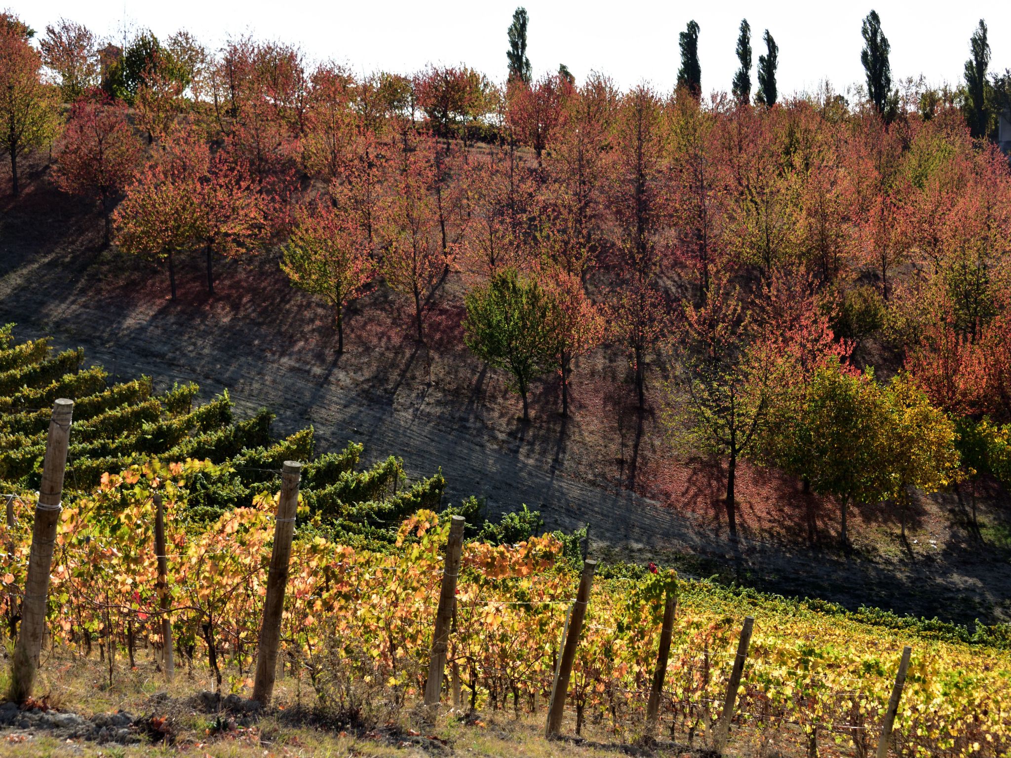 Miniloft-Siedlung mit Schwimmbad-Image-tags.info