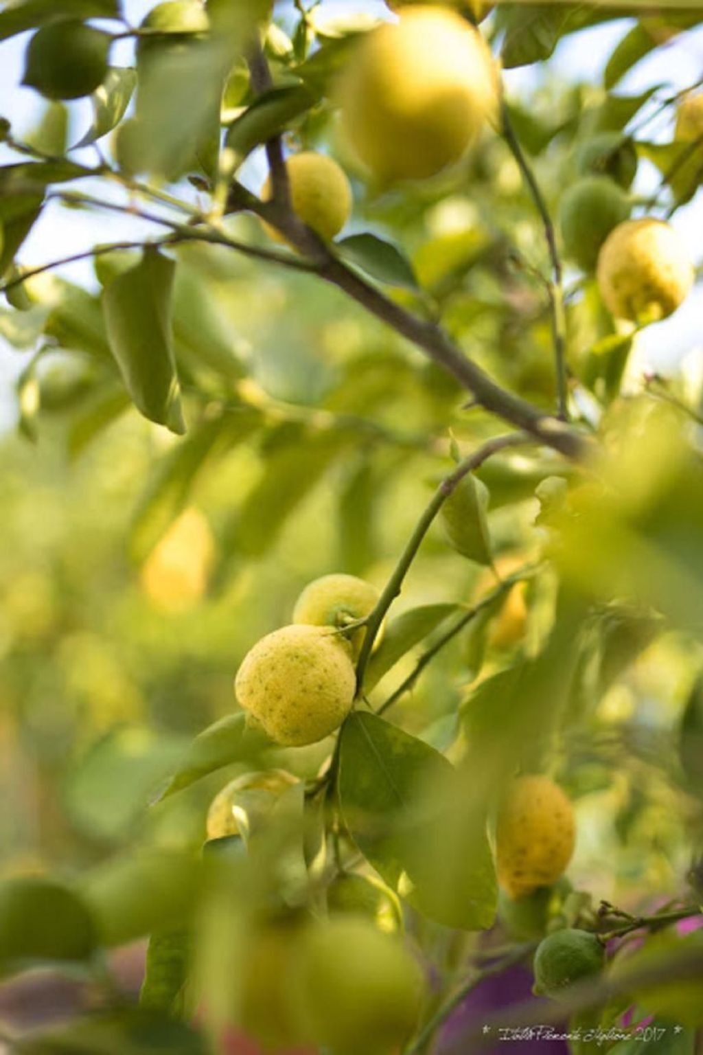 Villa Piemonte-Binnen