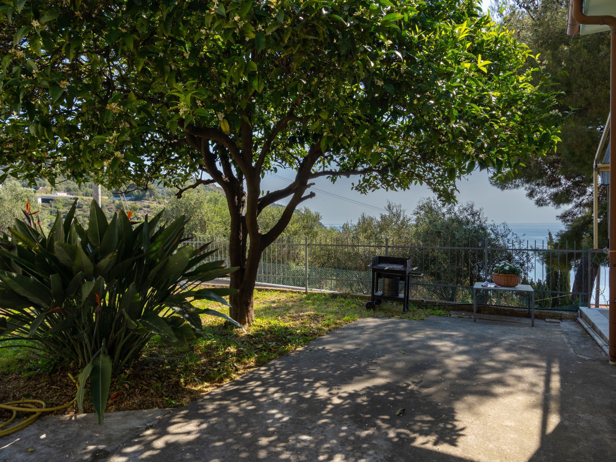 Photo of Alfreda (SLR101)