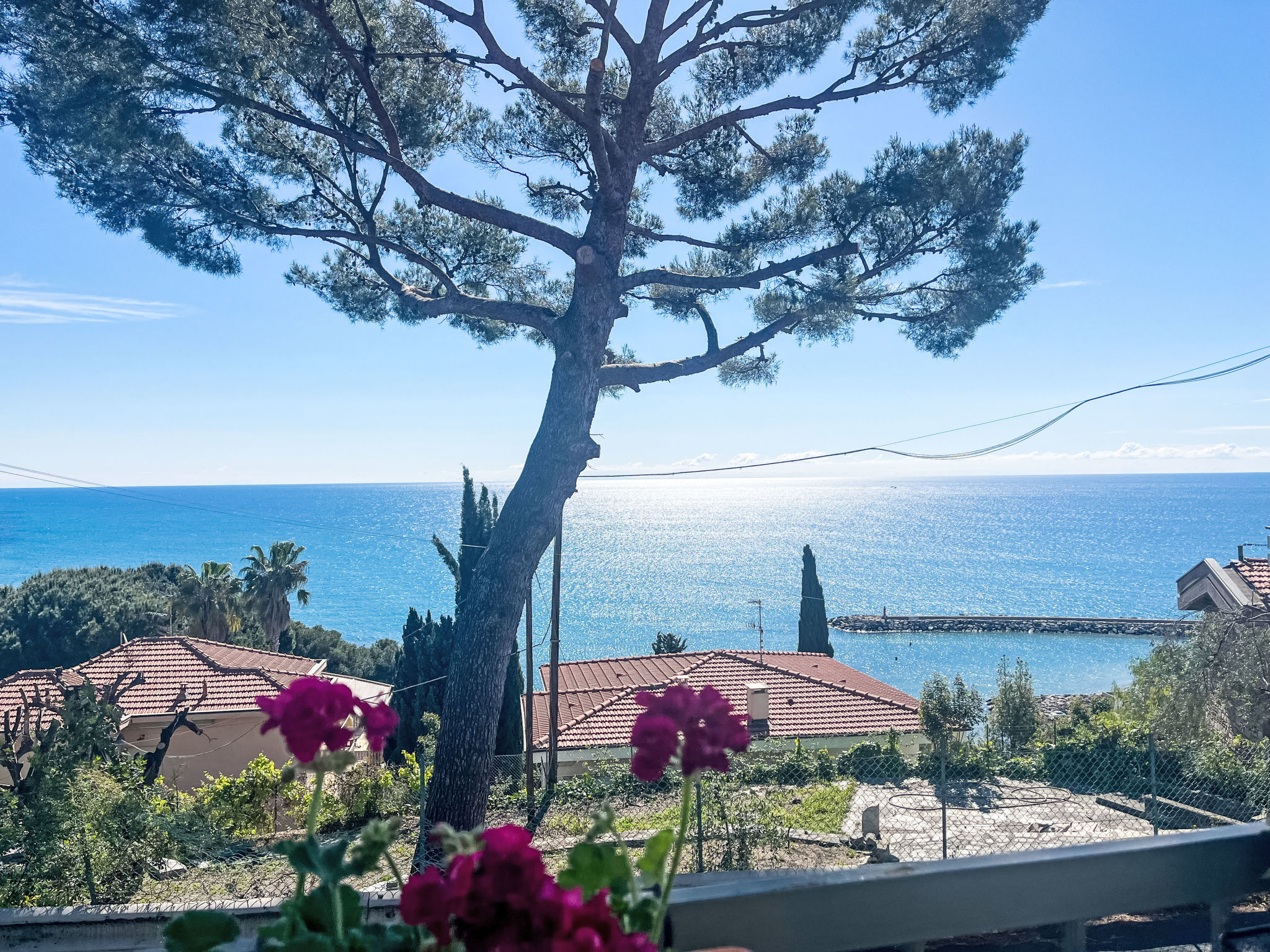 Photo of Alfreda (SLR101)