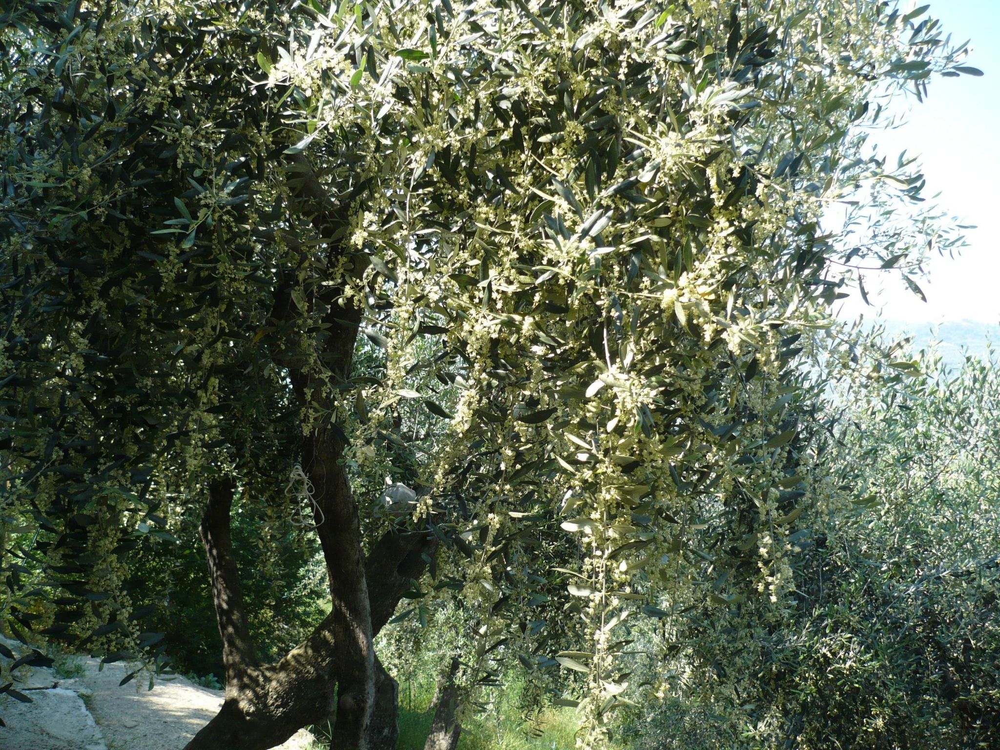 Photo of Anwesen mit Wasserblick