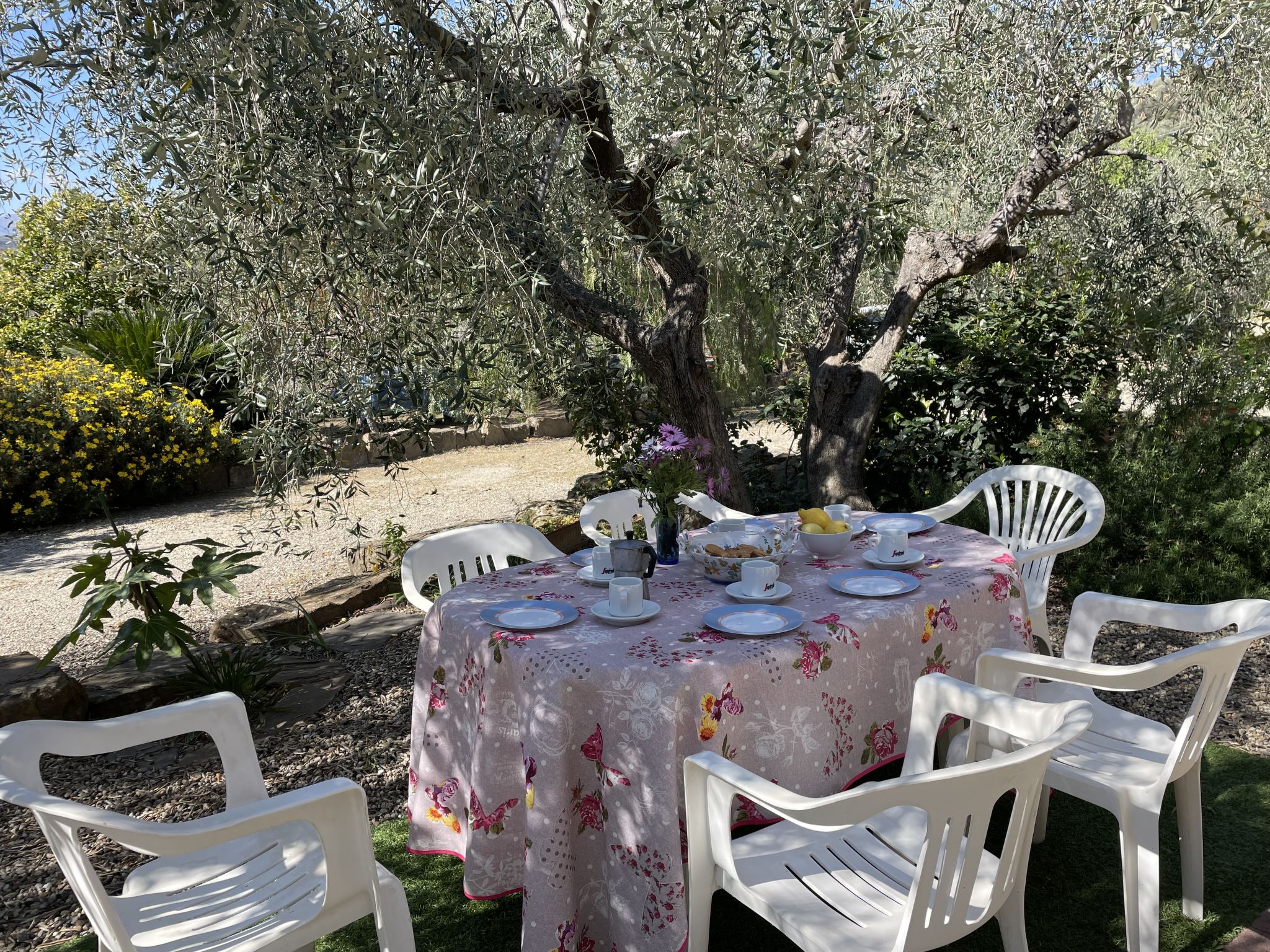 Photo of Olivo (PGI128)