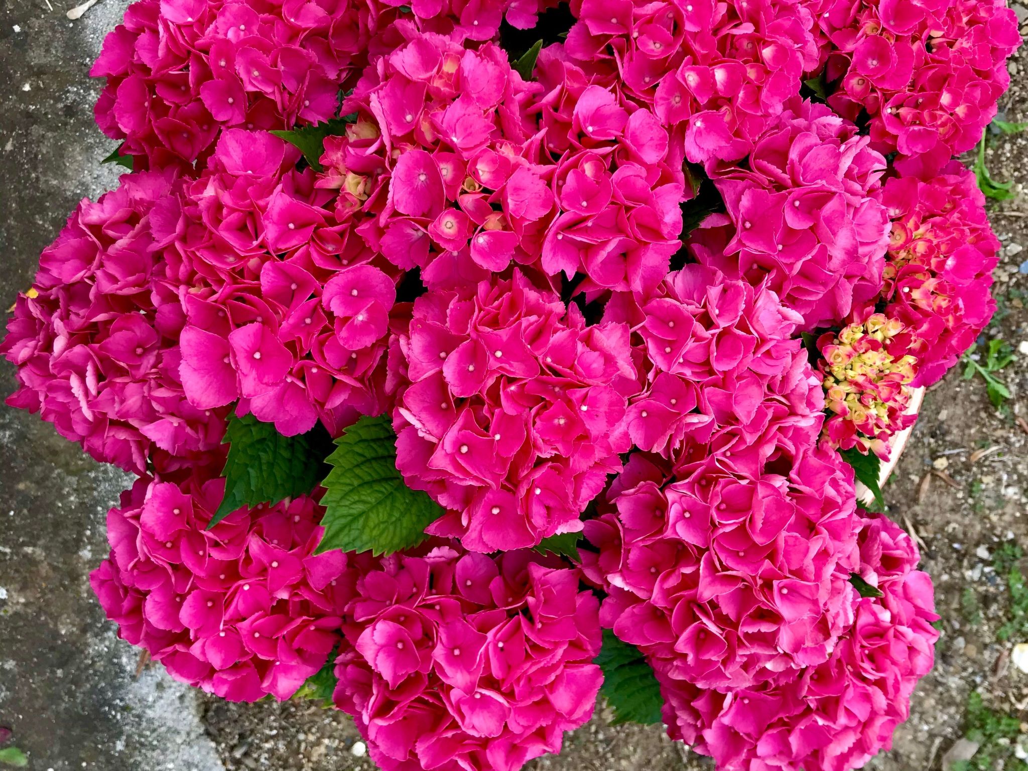 Casa Belvedere-Binnen