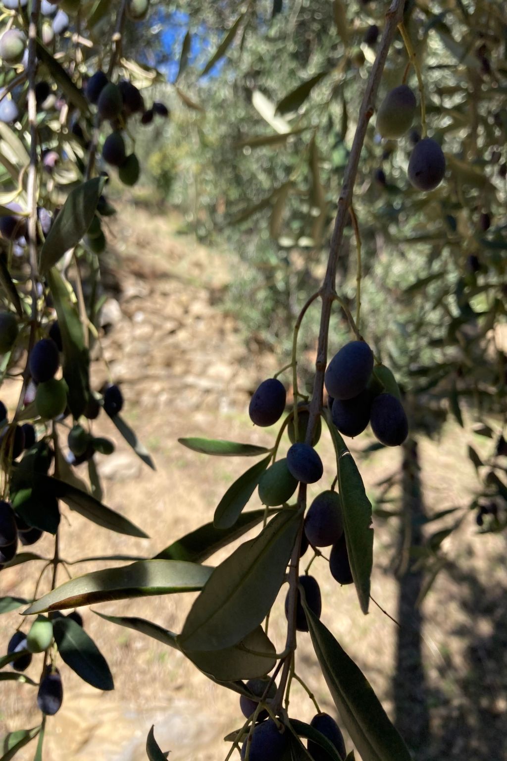 Casa Mediteraneo-Inside