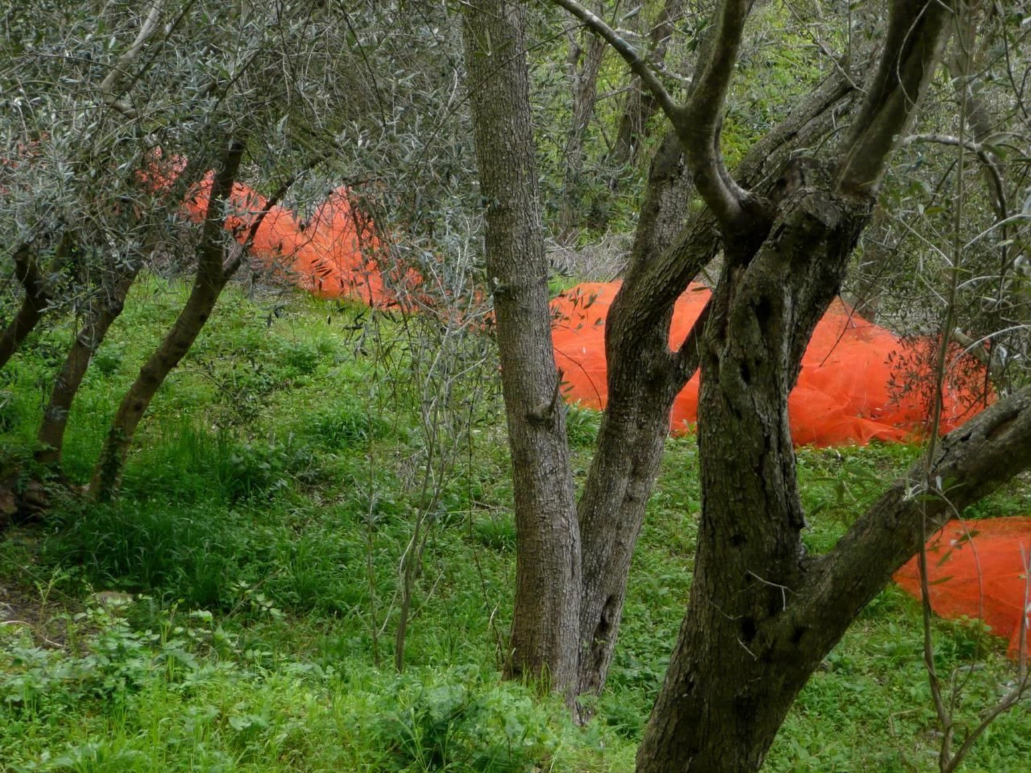CASA SISSI, Sehnsuchtsort zwischen Olivenhainen-Binnen