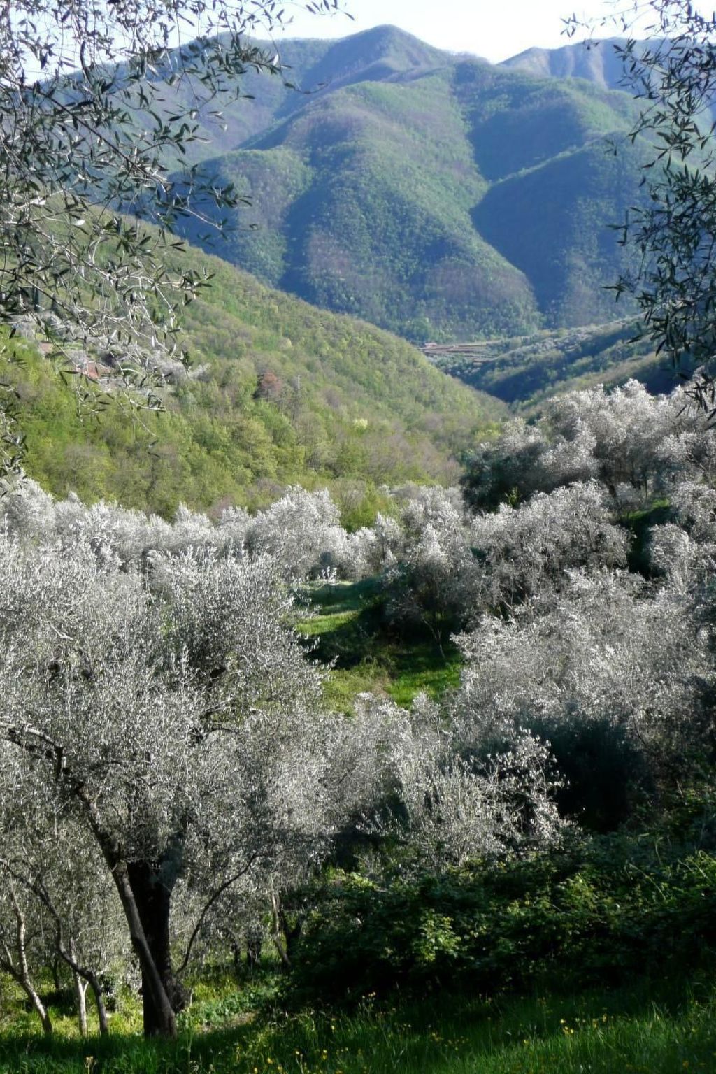 CASA SISSI, Sehnsuchtsort zwischen Olivenhainen-Binnen