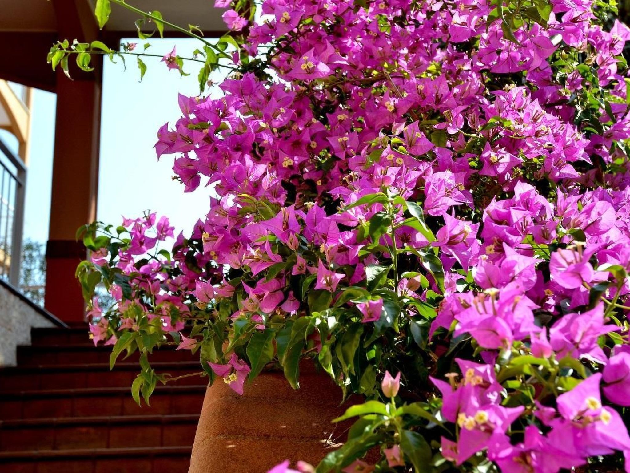 Photo of Wohnanlage Orchidea - Wohnung B 5