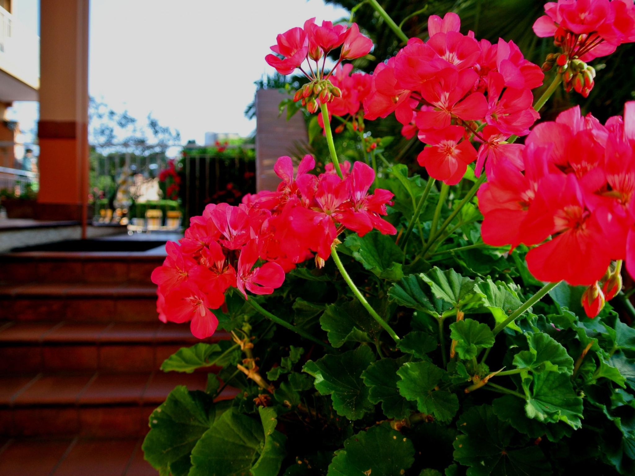 Photo of Wohnanlage Orchidea - Wohnung B 5