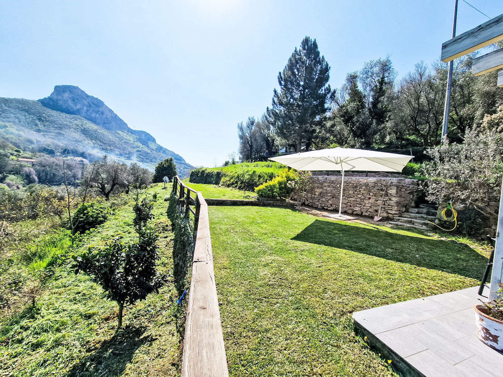 Le radici dell´ulivo