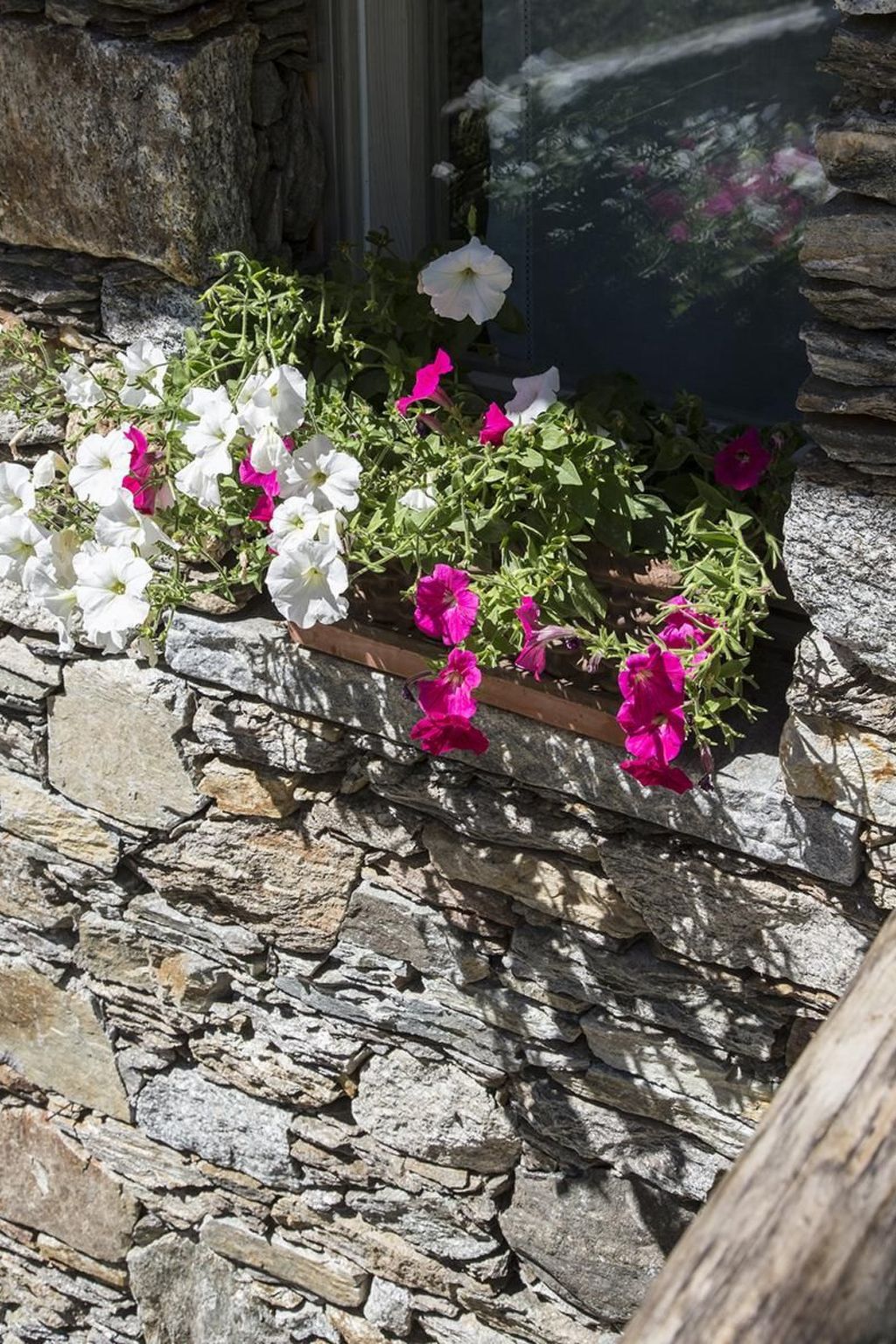 Lampone in San Bernardino Verbano-Binnen