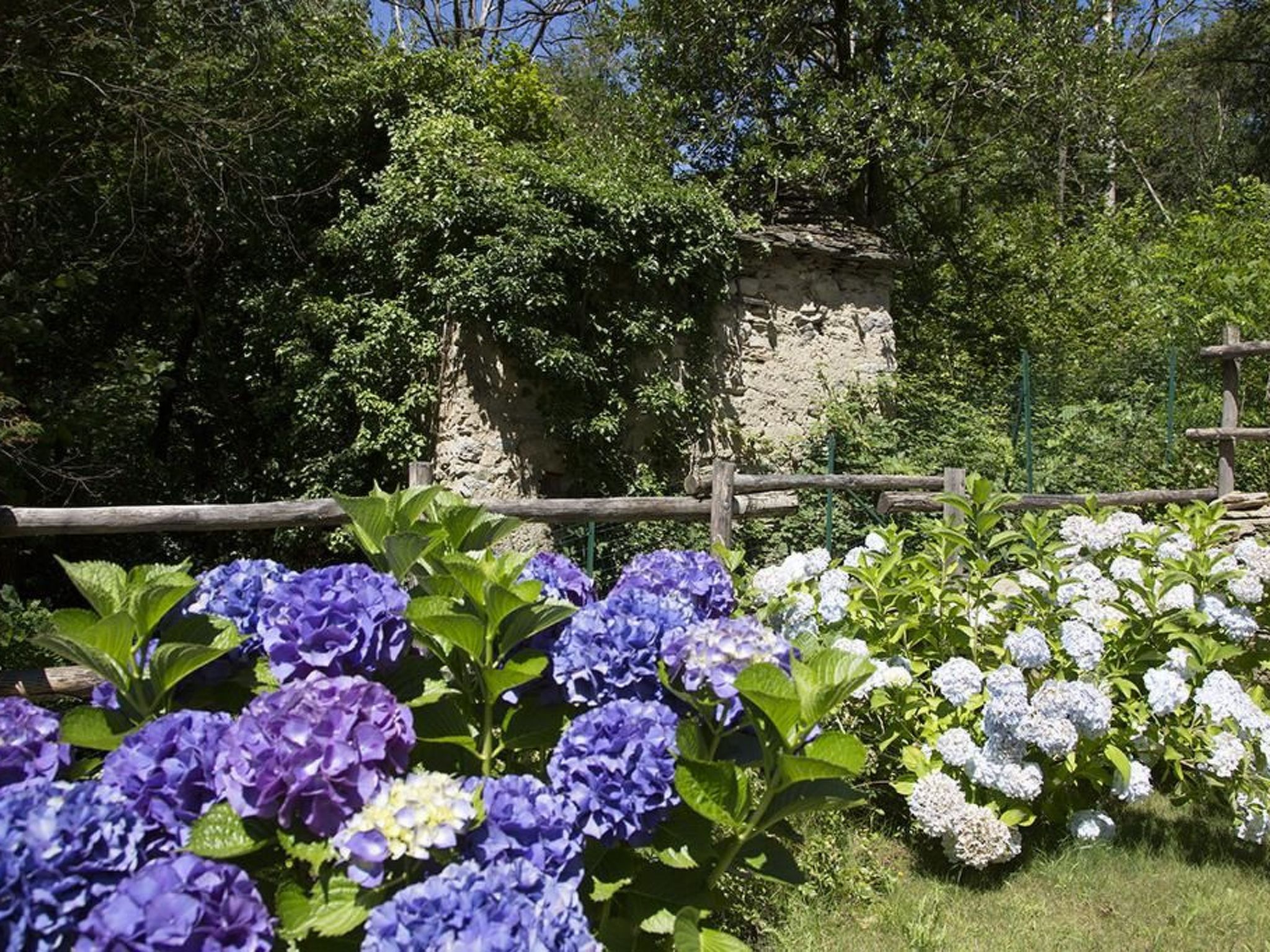 Lampone in San Bernardino Verbano-Binnen