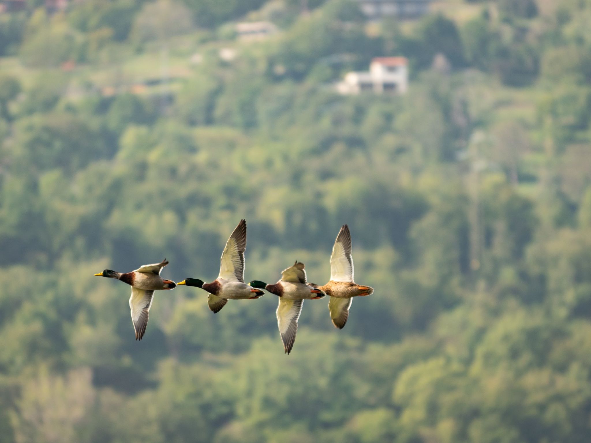 Open Space Penthouse im Schloss mit Seeblick-Binnen