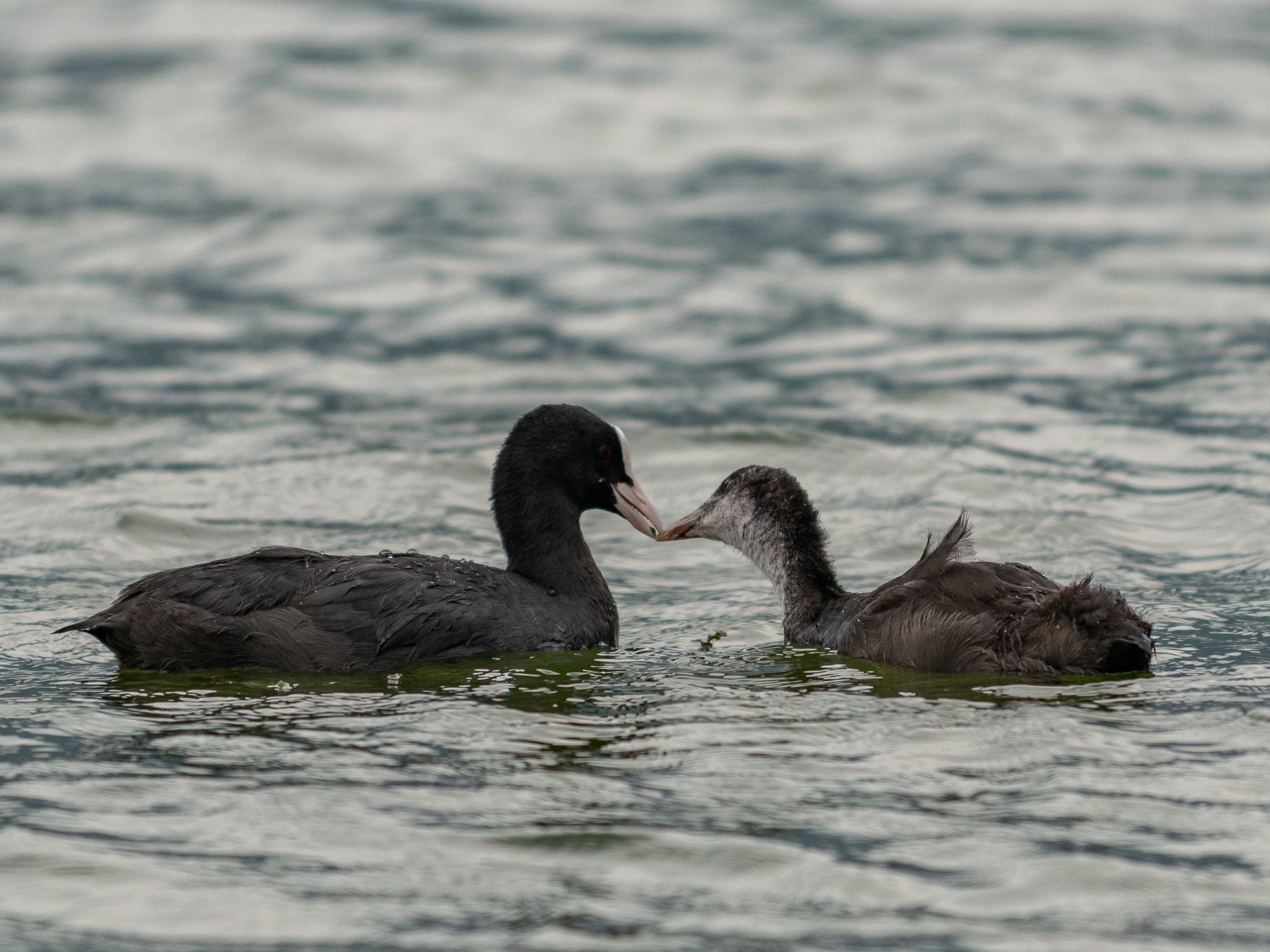 Studio-Apartment mit Zwischengeschoss in einem historischen Gebäude in Zorzino-Binnen