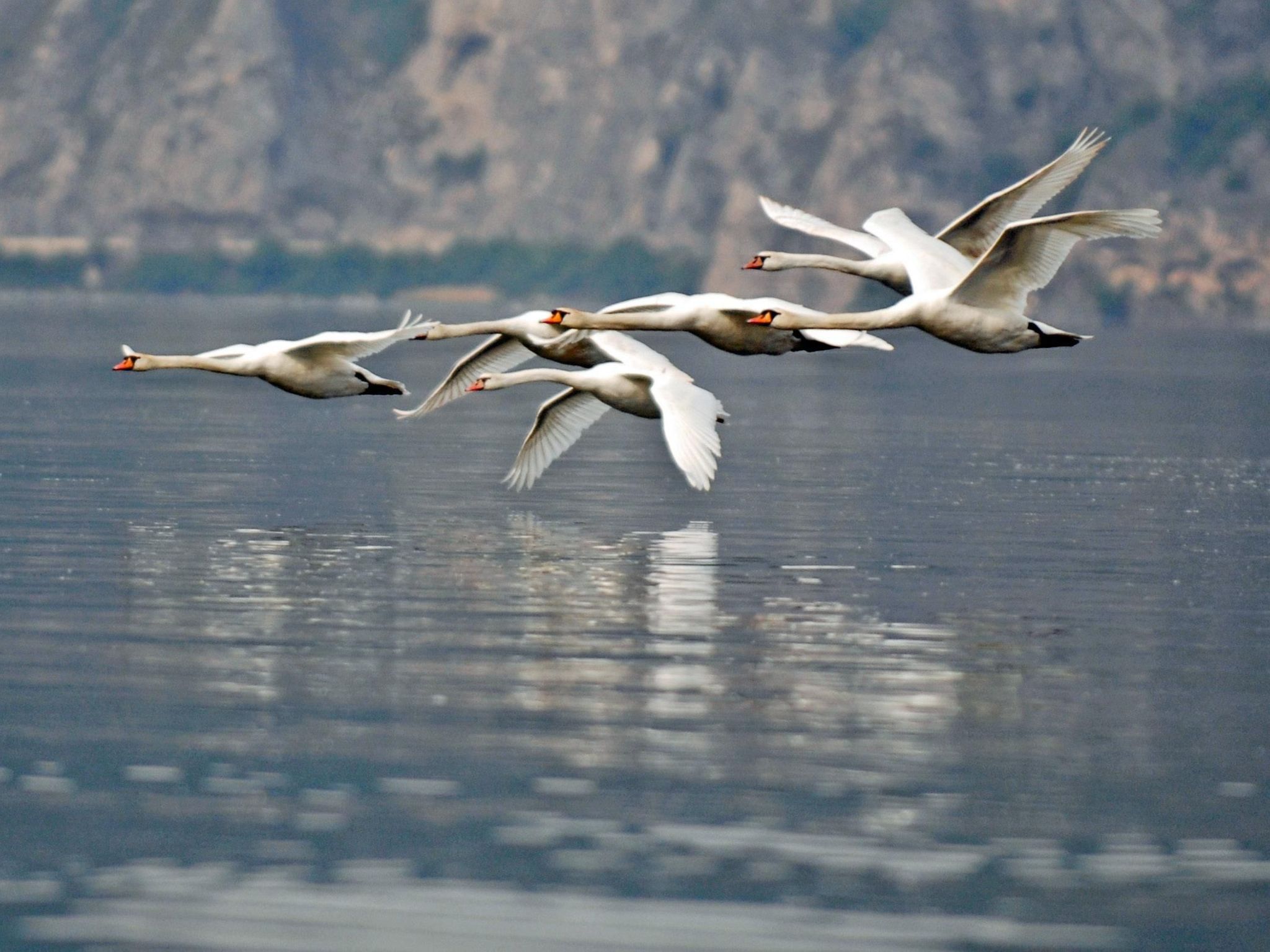 Studio-Apartment mit Zwischengeschoss in einem historischen Gebäude in Zorzino-Binnen