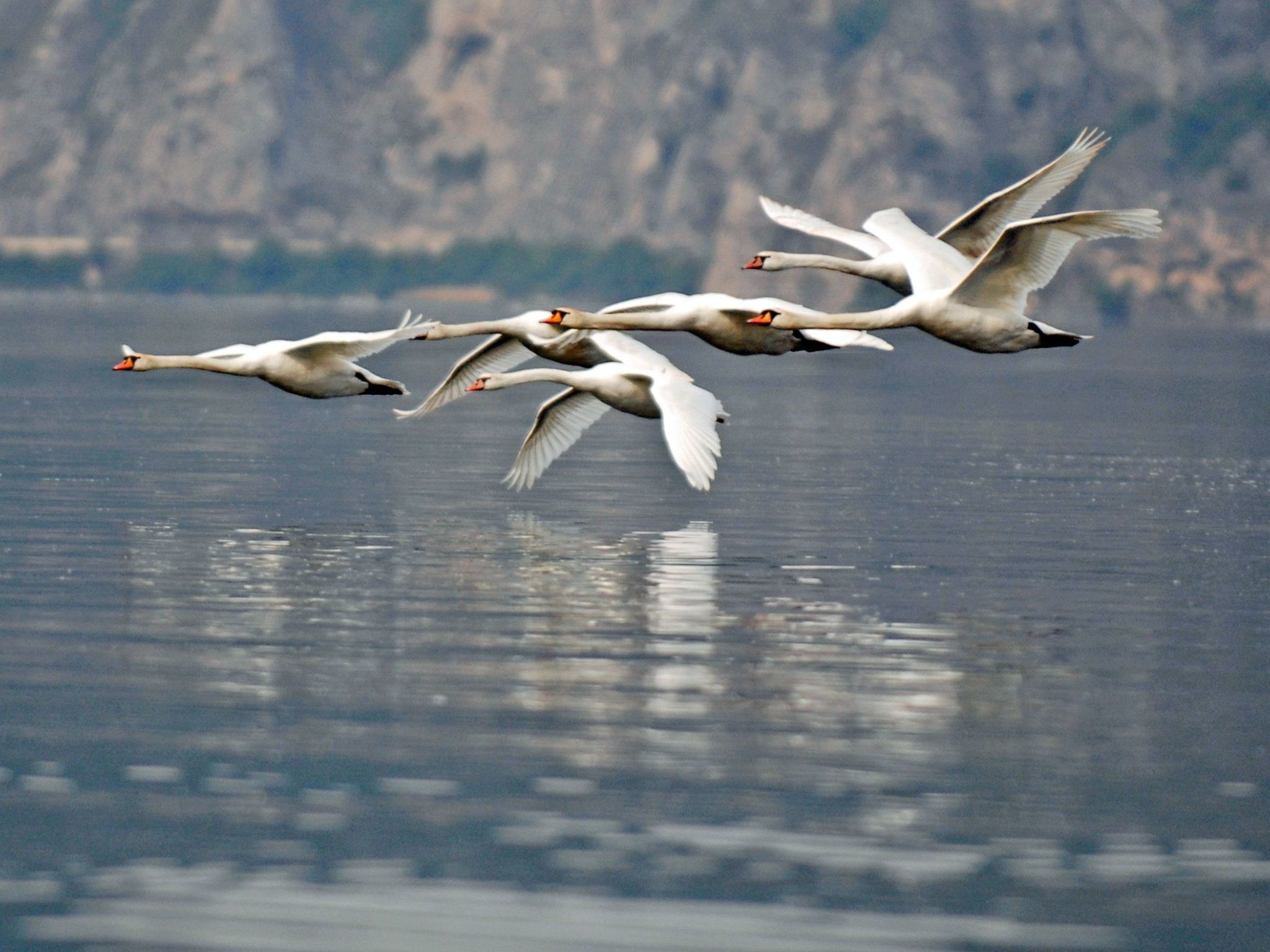 Wohnung in Riva Di Solto mit Kleinem Garten-Binnen